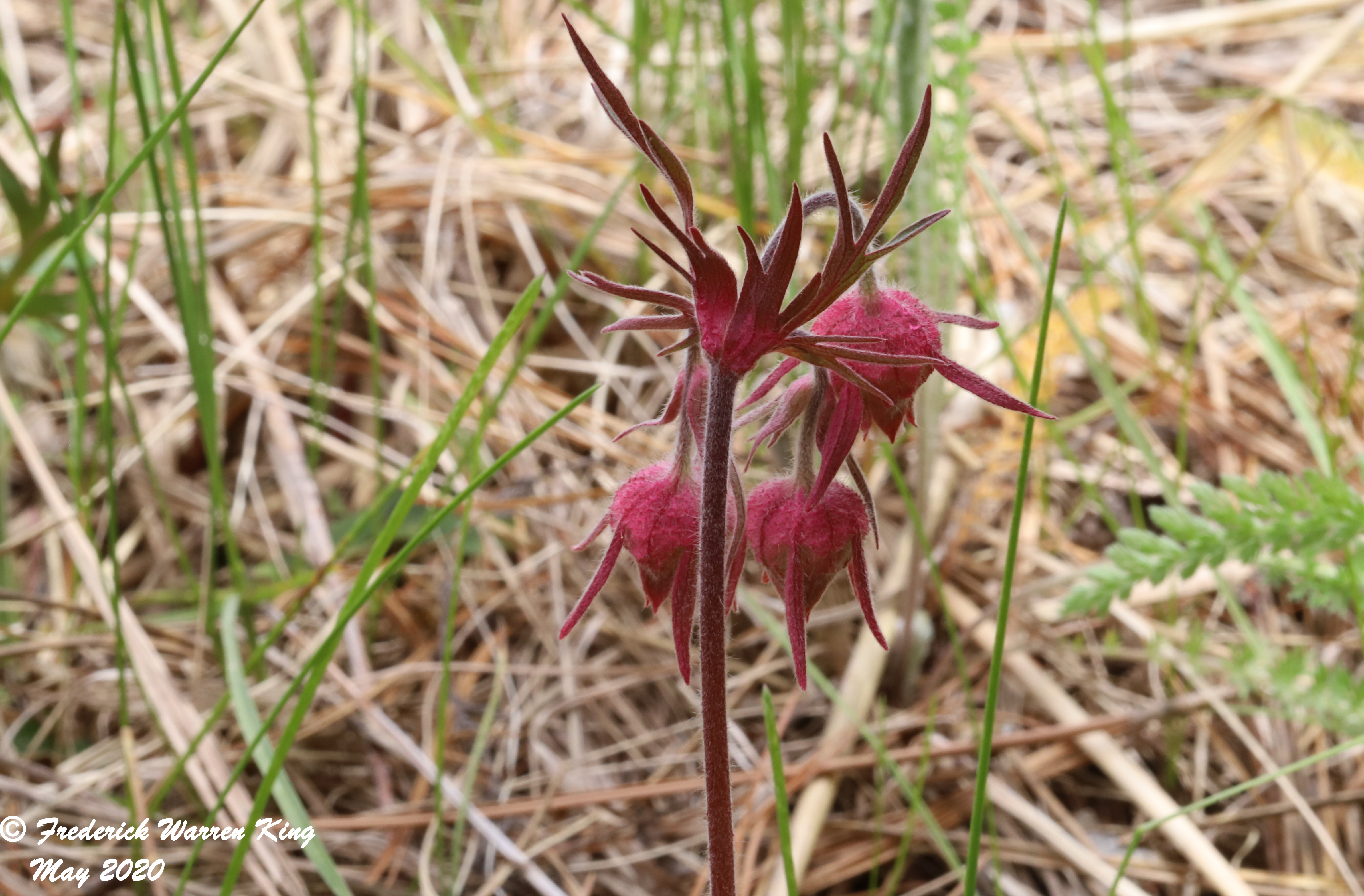 wild-flower-Geum-triflorum-var-triflorum-05-19-2020-IMG_3656.JPG
