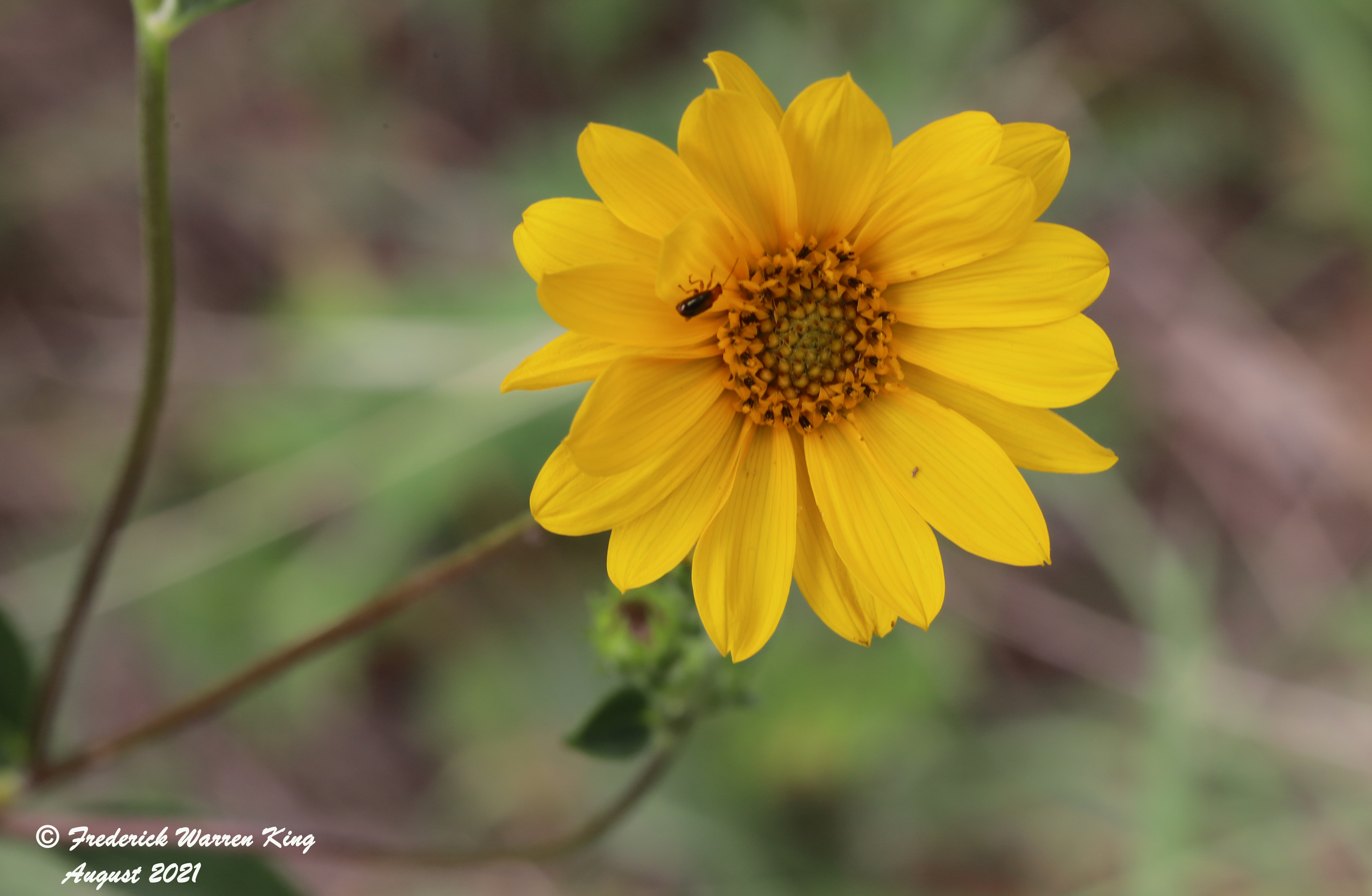 wild-flower-Helianthus-occidentalis-subsp-occidentalis-08-01-2021-IMG_8302.JPG