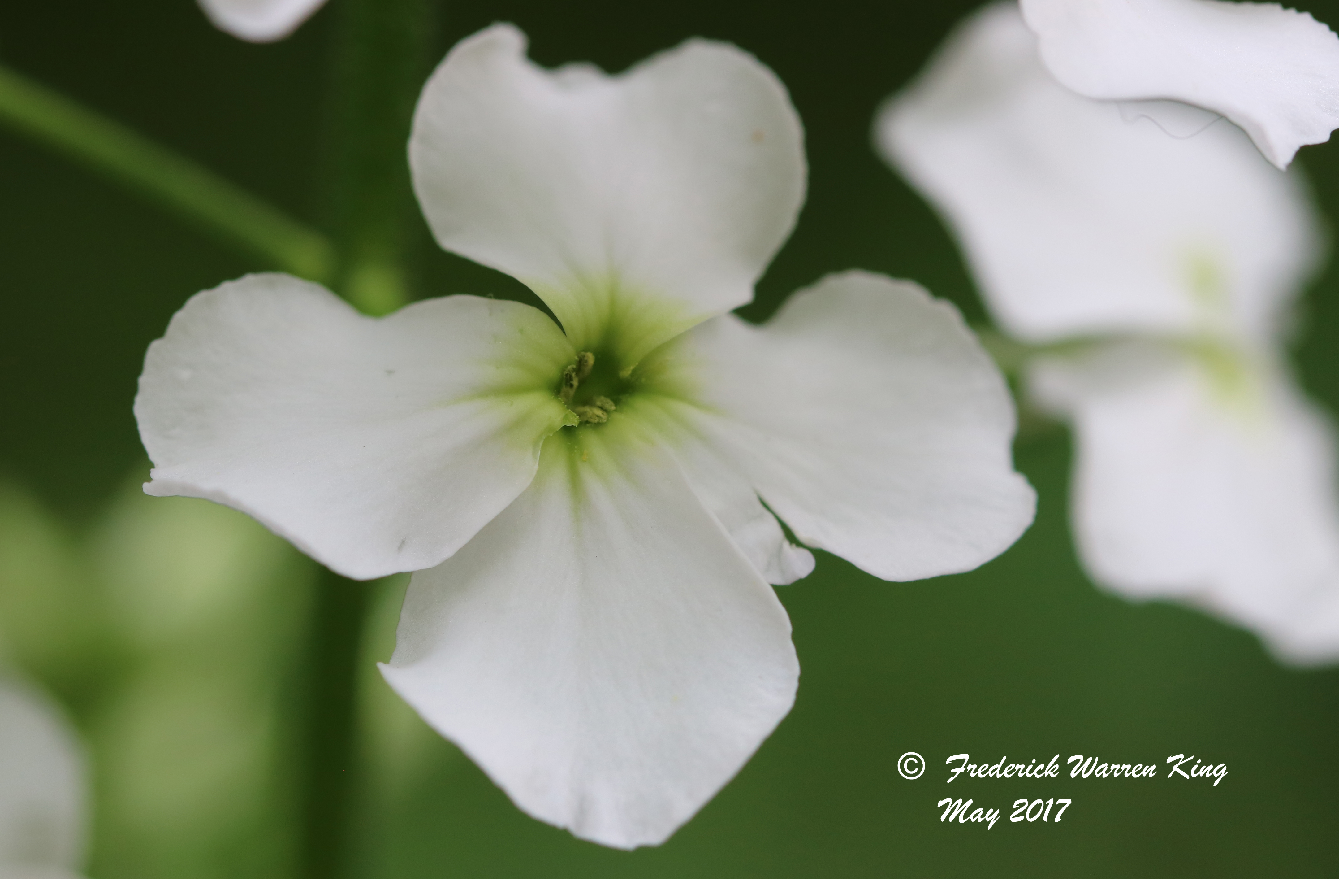 wild-flower-Hesperis-matronalis-subsp-matronalis-05-28-2017-IMG_0532.JPG
