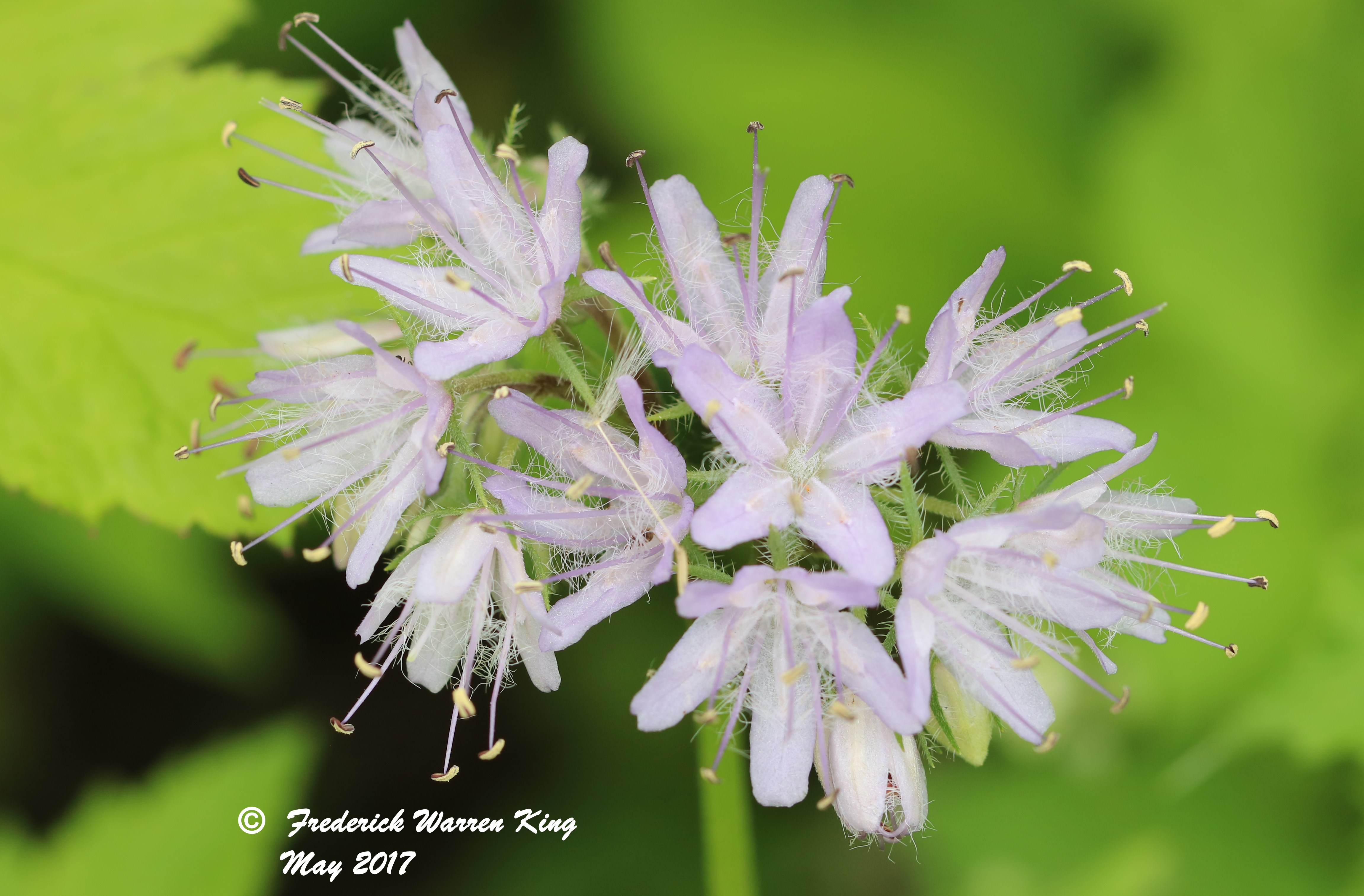 wild-flower-Hydrophyllum-virginianum-var-virginianum-05-26-2017-IMG_0505.JPG