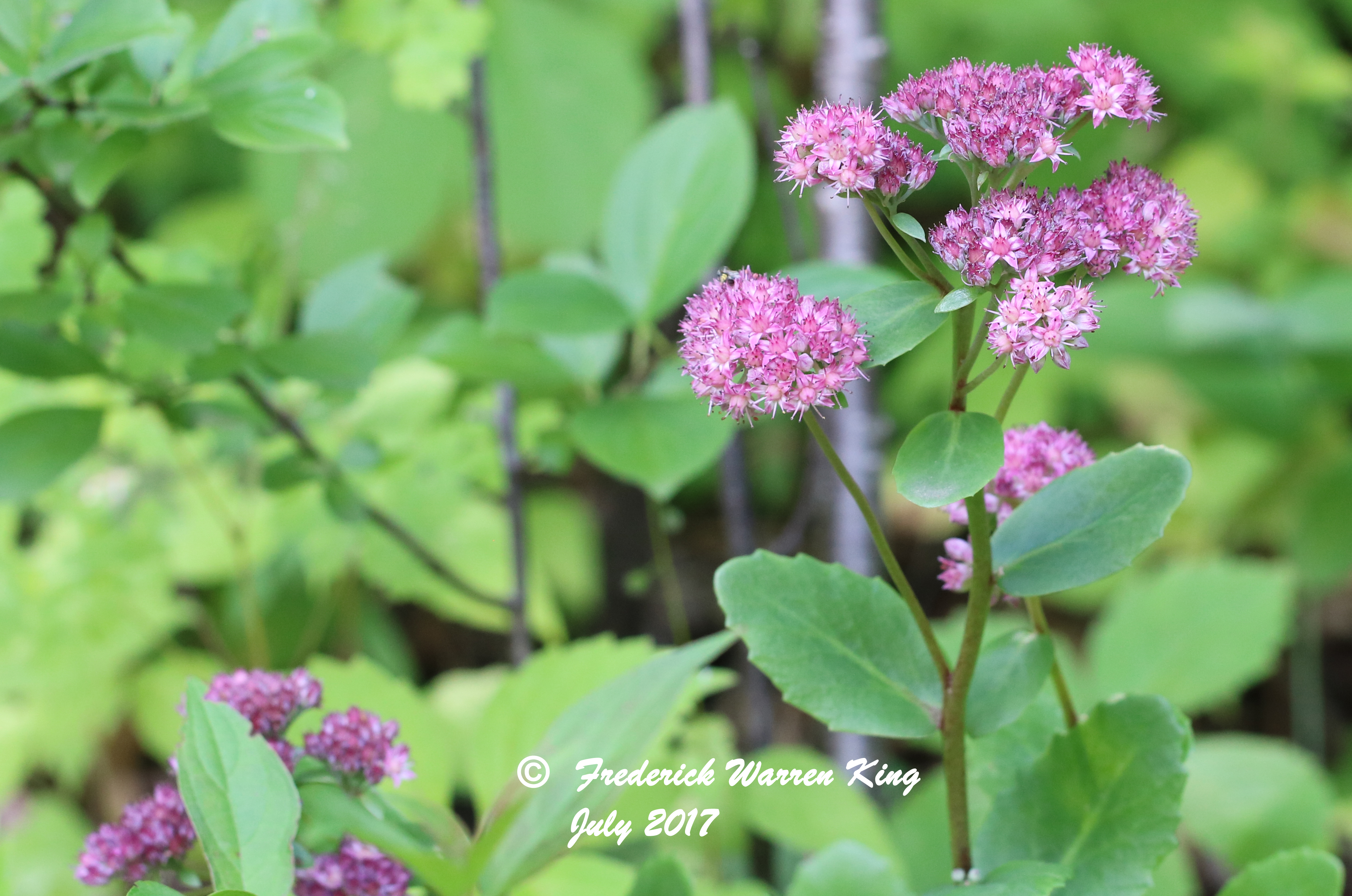 wild-flower-Hylotelephium-spectabile-var-spectabile-07-12-2017-IMG_1118.JPG