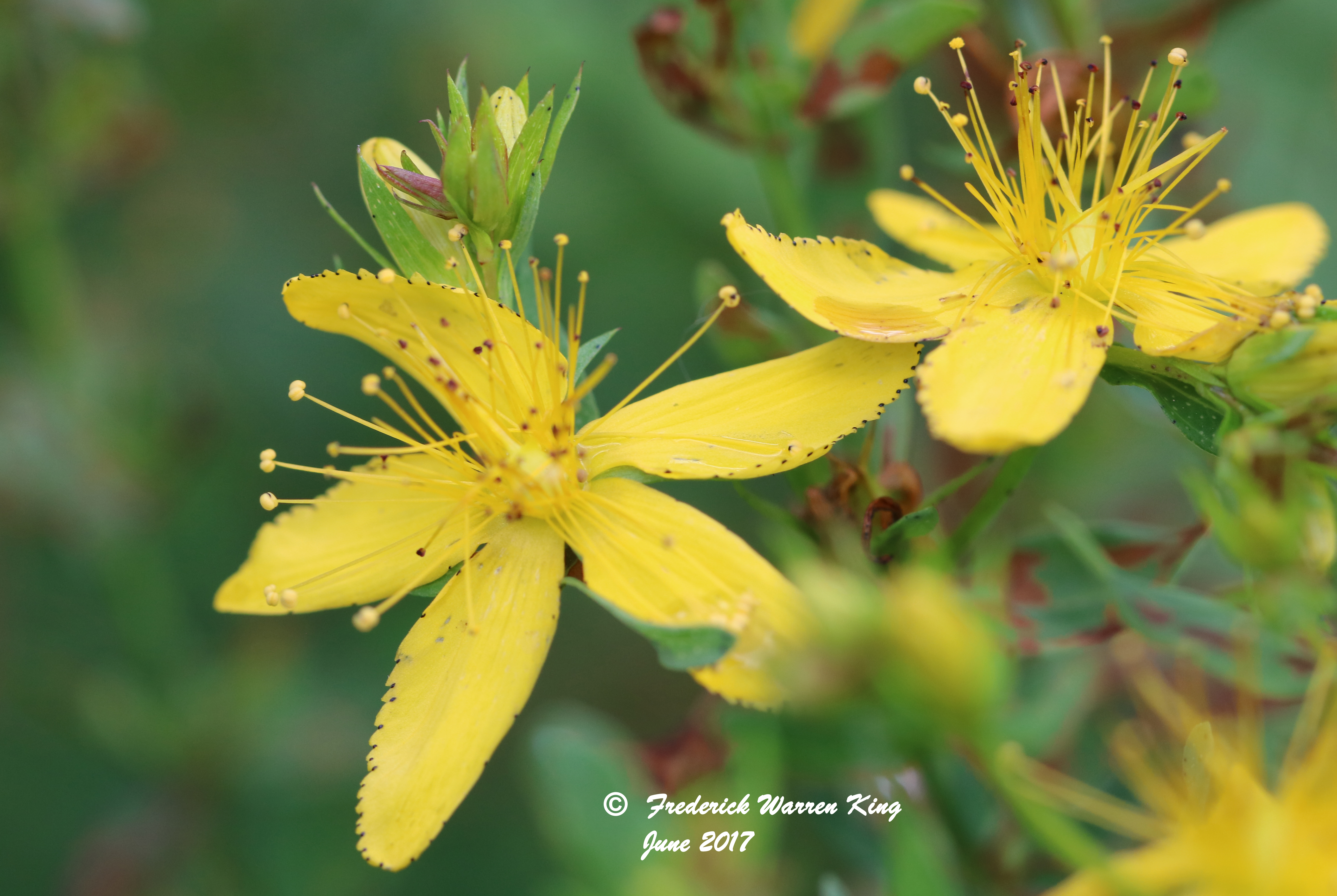 wild-flower-Hypericum-perforatum-subsp-perforatum-06-25-2017-IMG_0860.JPG