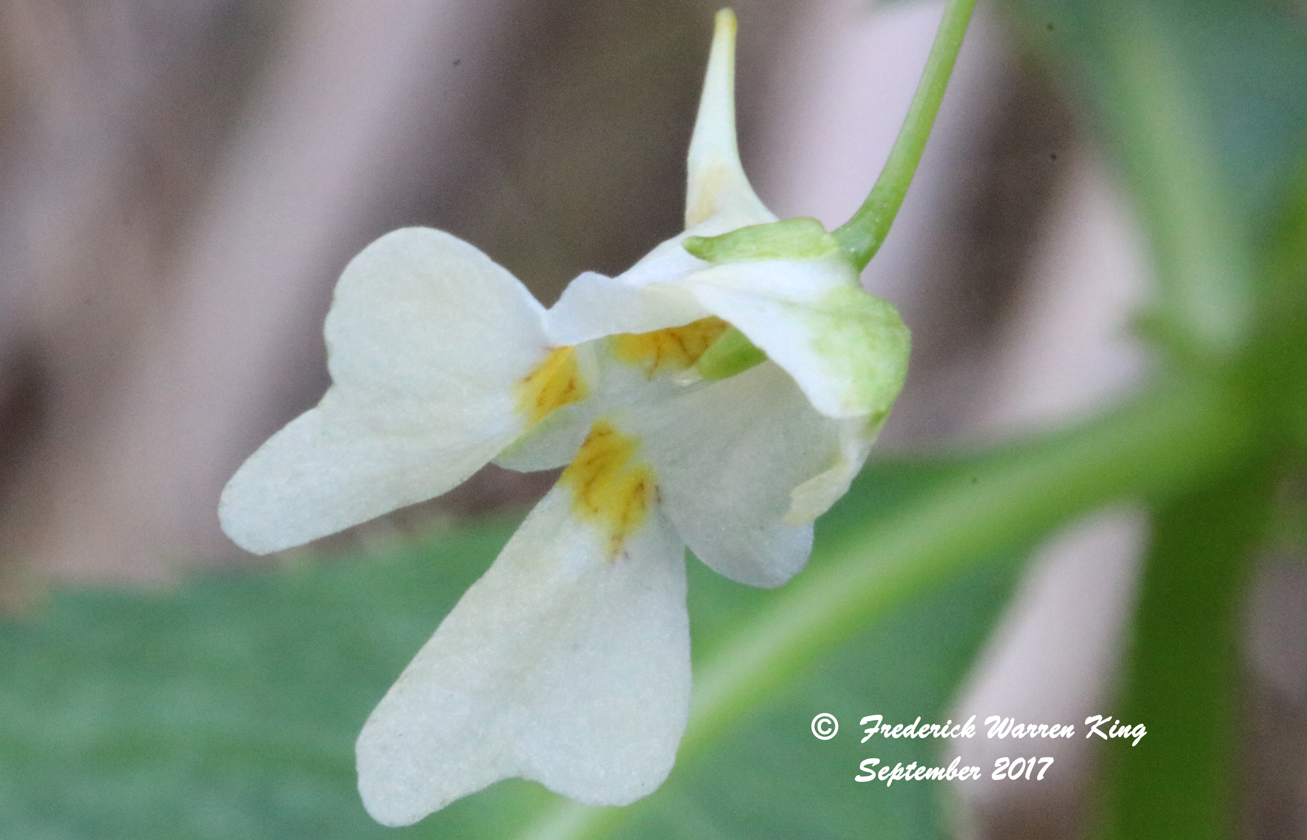 wild-flower-Impatiens-balsamina-var-balsamina-09-24-2017-IMG_2061.JPG