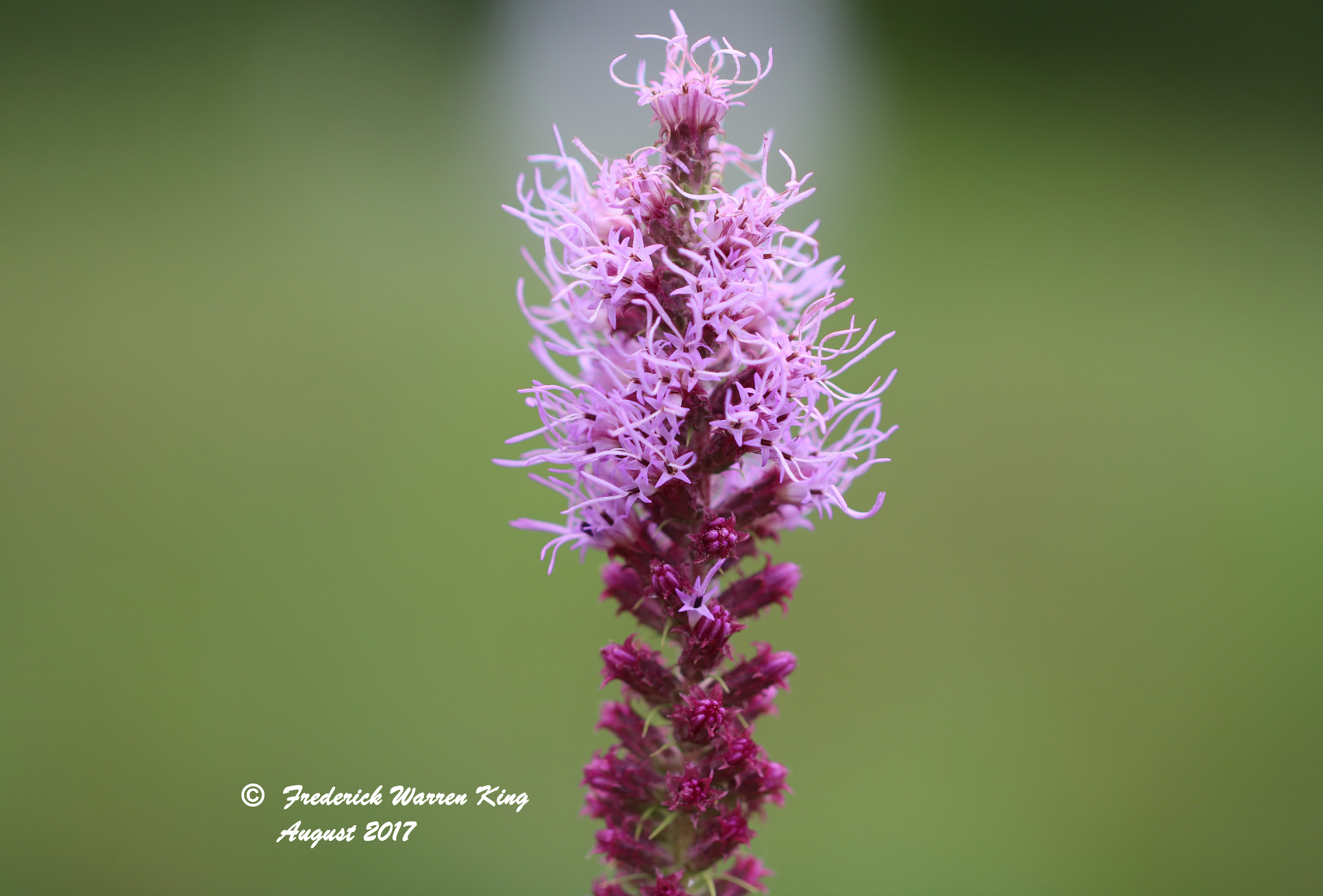 wild-flower-Liatris-pycnostachya-var-pycnostachya-08-13-2017-IMG_1786.JPG