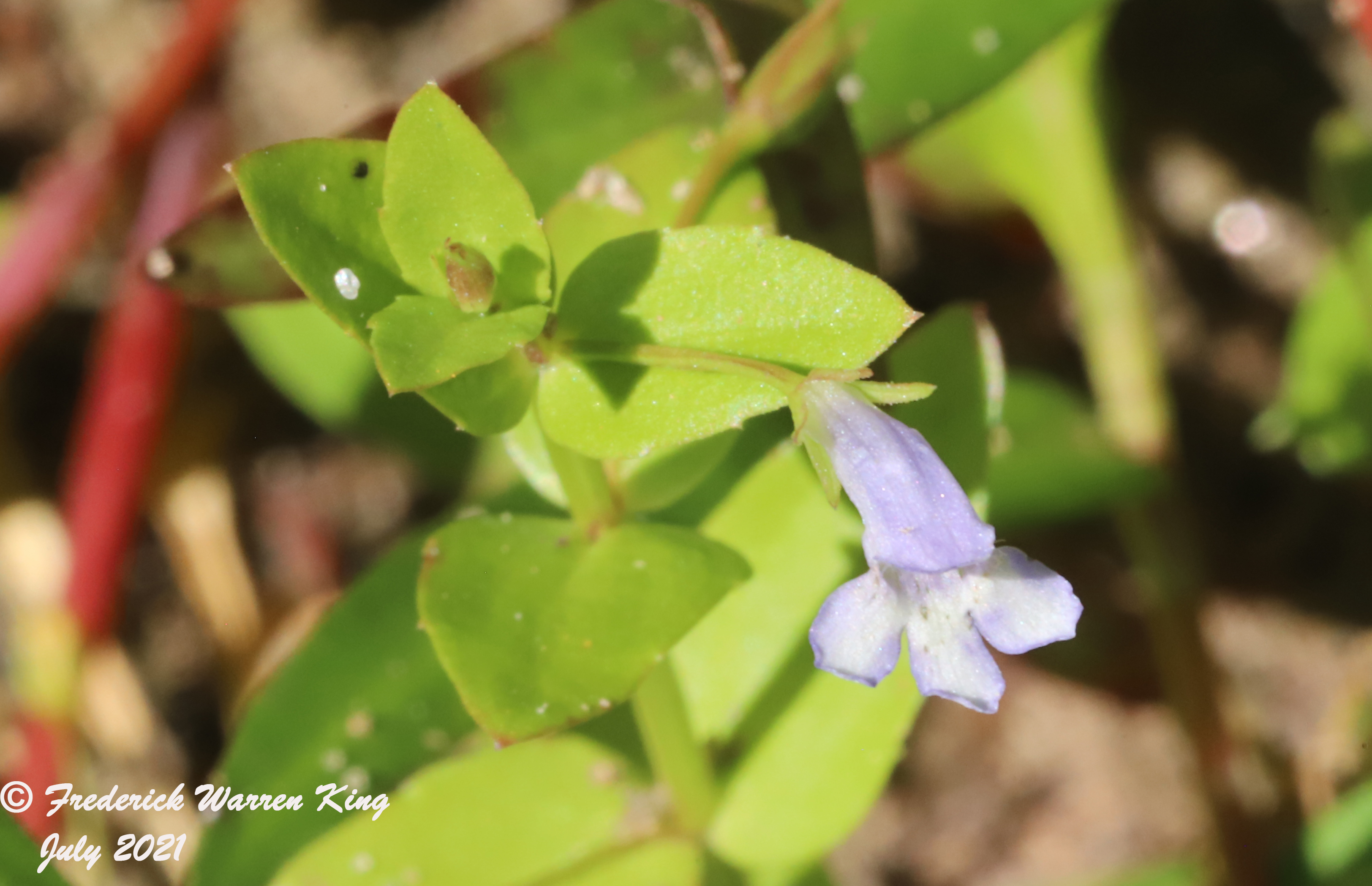 wild-flower-Lindernia-dubia-var-dubia-07-12-2021-IMG_7644.JPG