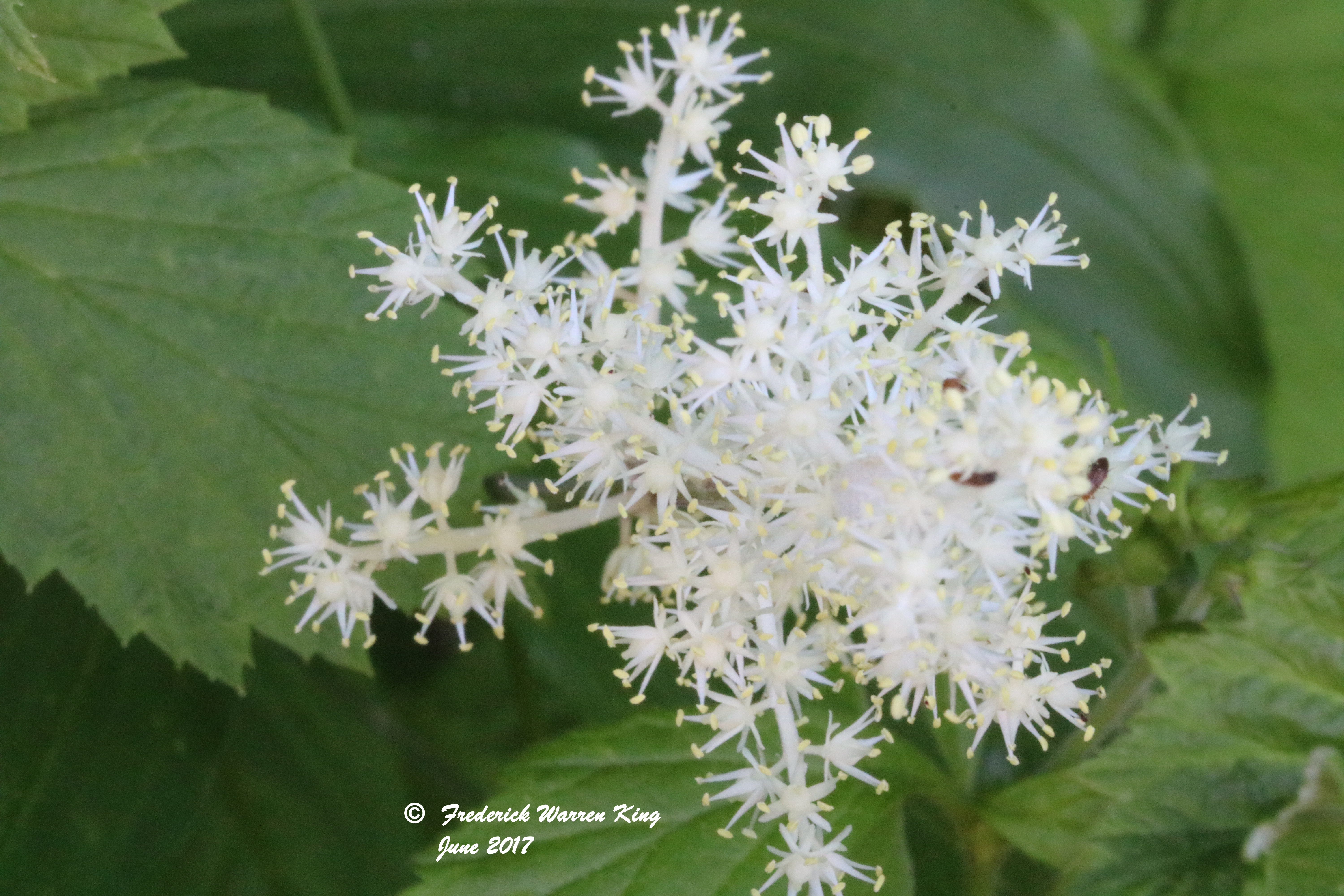 wild-flower-Maianthemum-racemosum-subsp-racemosum-06-06-2017-IMG_0644.JPG
