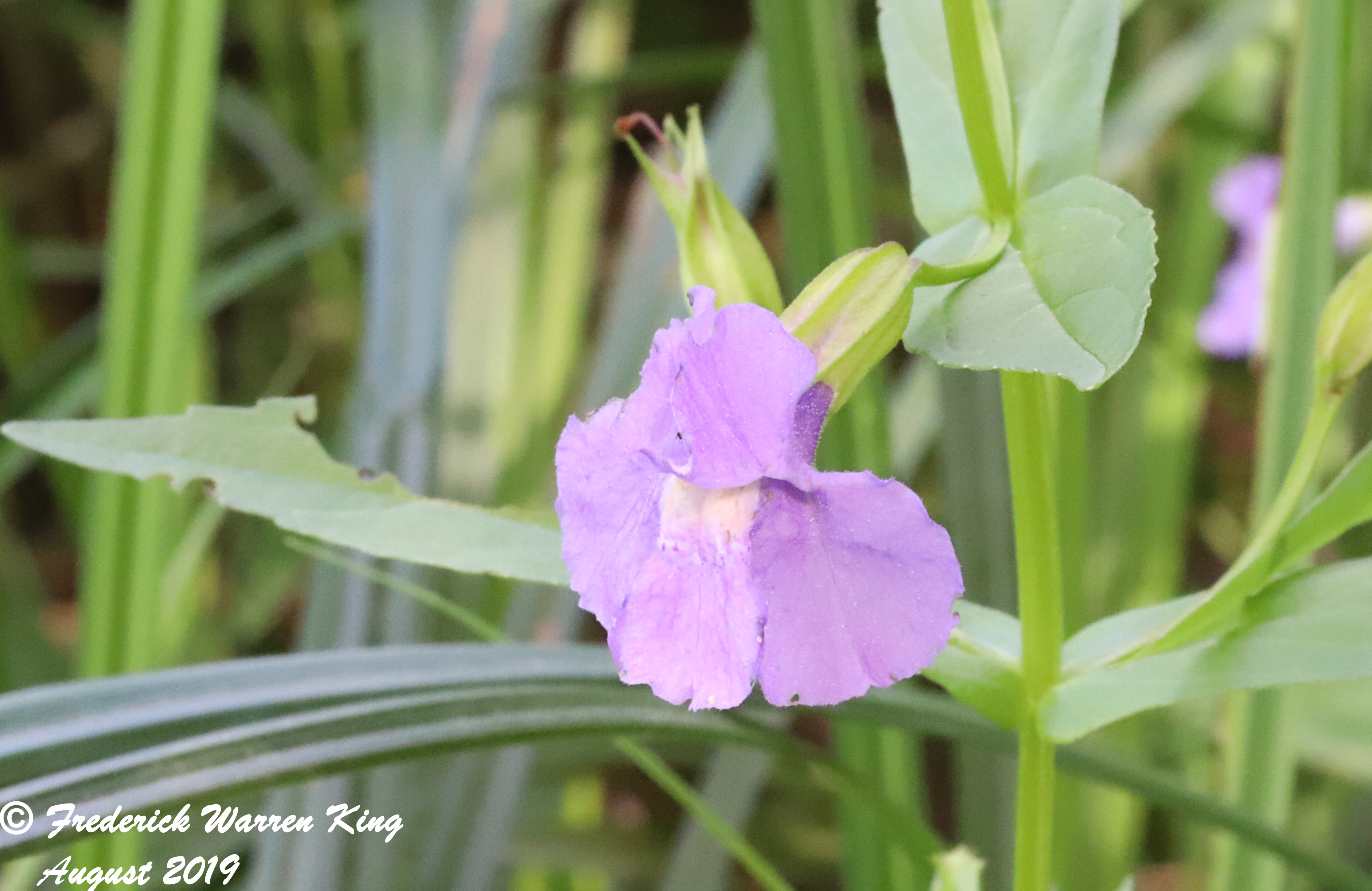 wild-flower-Mimulus-ringens-var-ringens-08-15-2019-IMG_2666.JPG