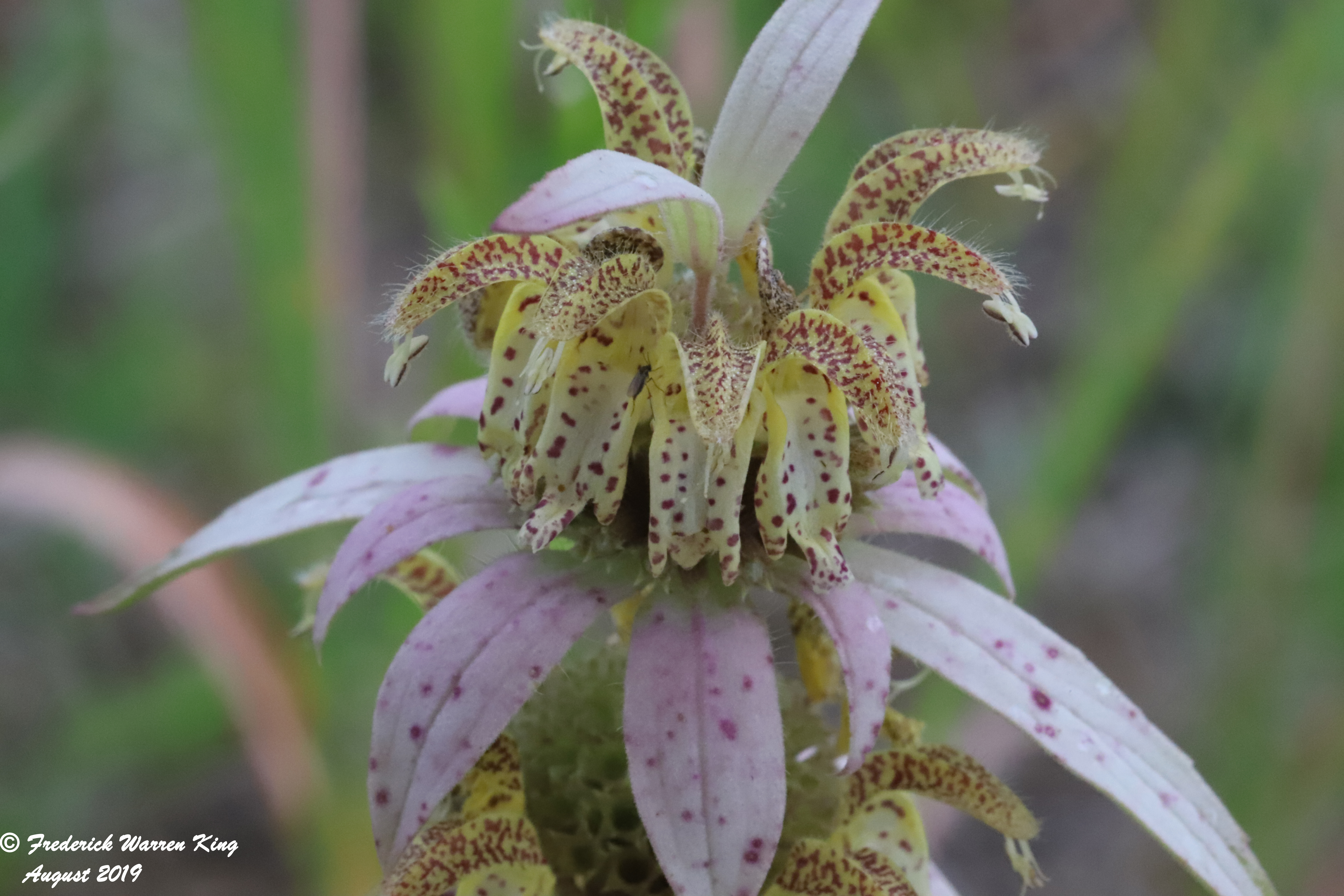 wild-flower-Monarda-punctata-var-villicaulis-08-26-2019-IMG_3074.JPG