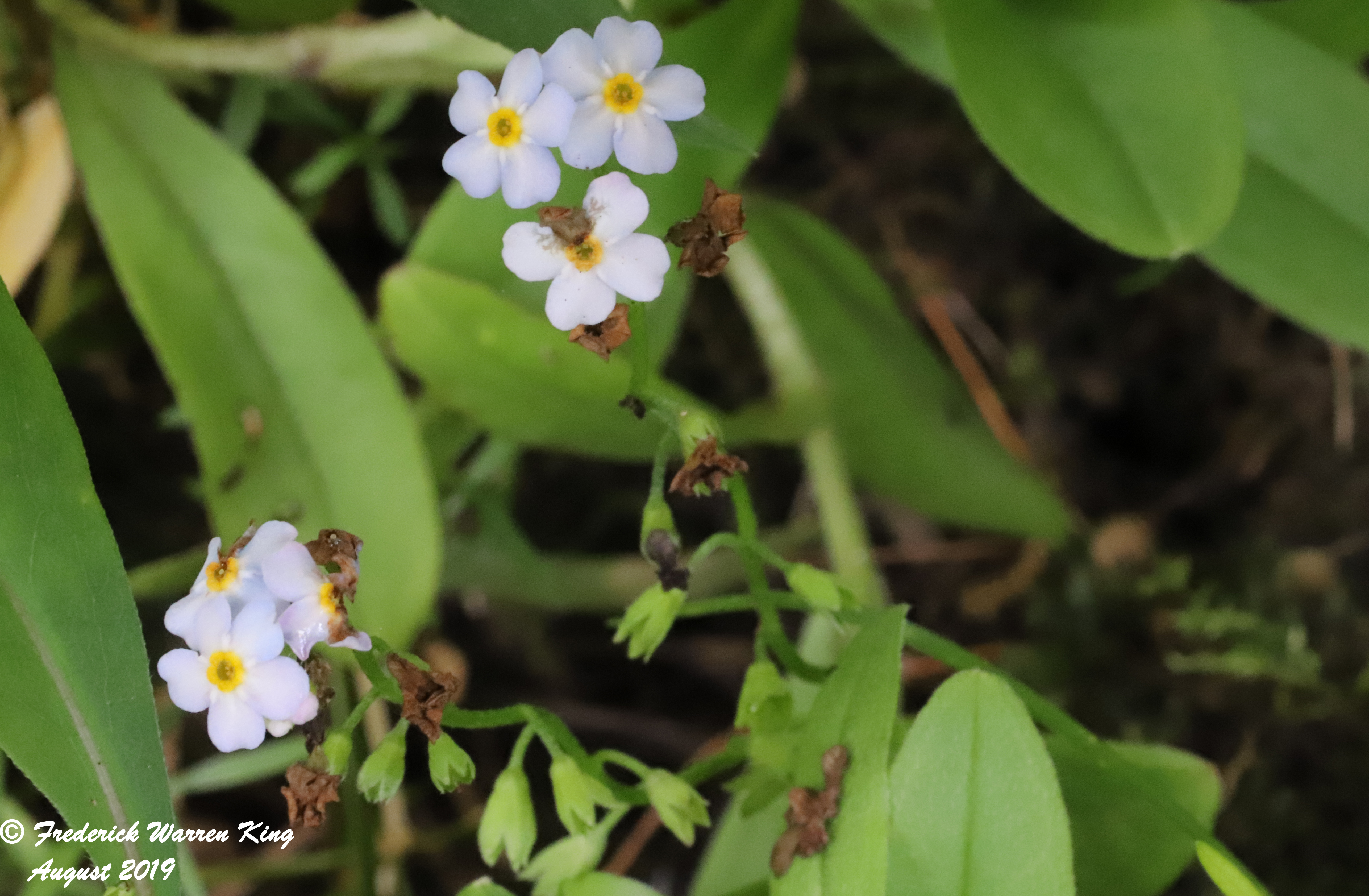 wild-flower-Myosotis-scorpioides-subsp-scorpioides-08-26-2019-IMG_3055.JPG