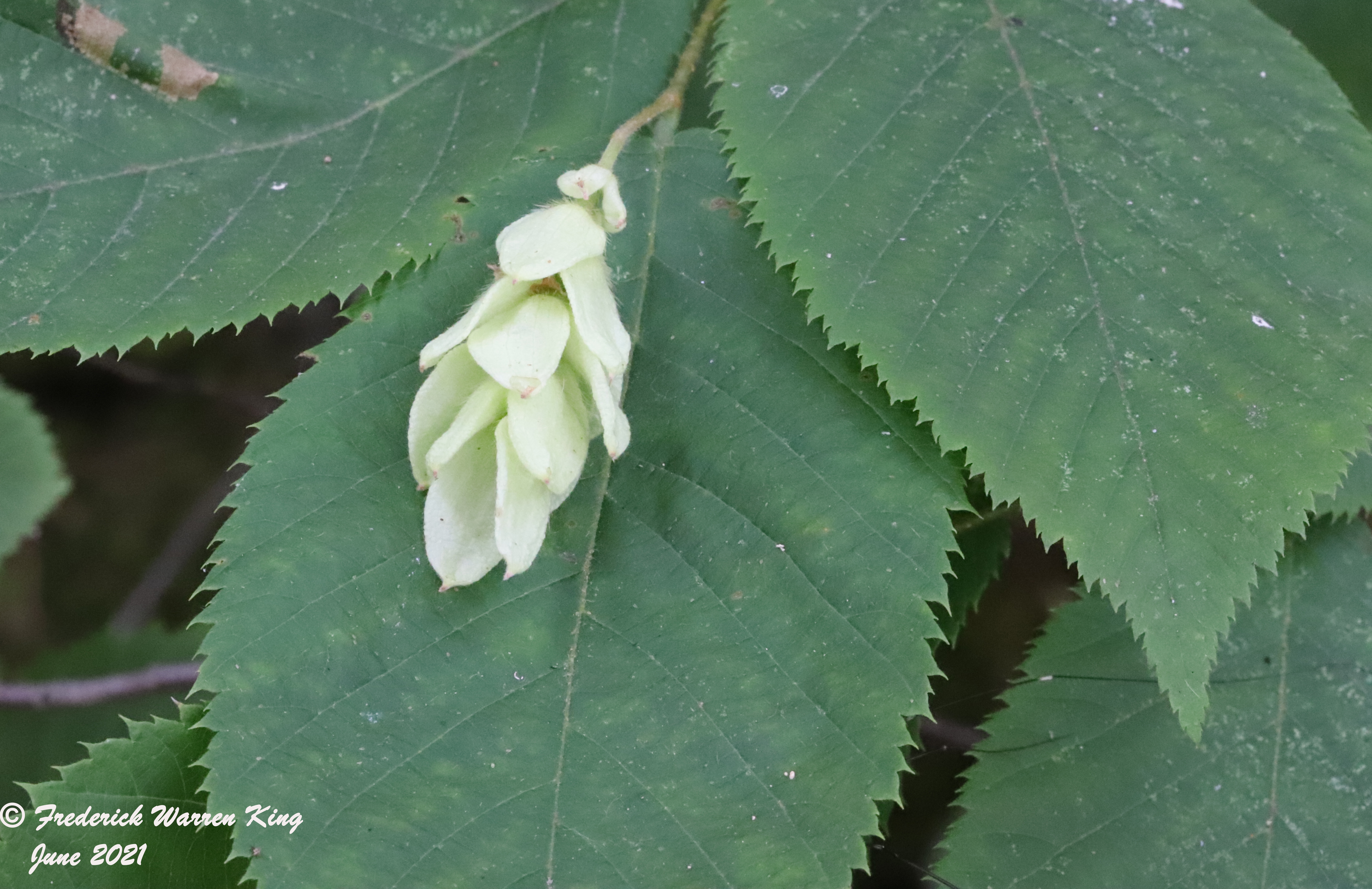 wild-flower-Ostrya-virginiana-subsp-virginiana-06-25-2021-IMG_7140.JPG