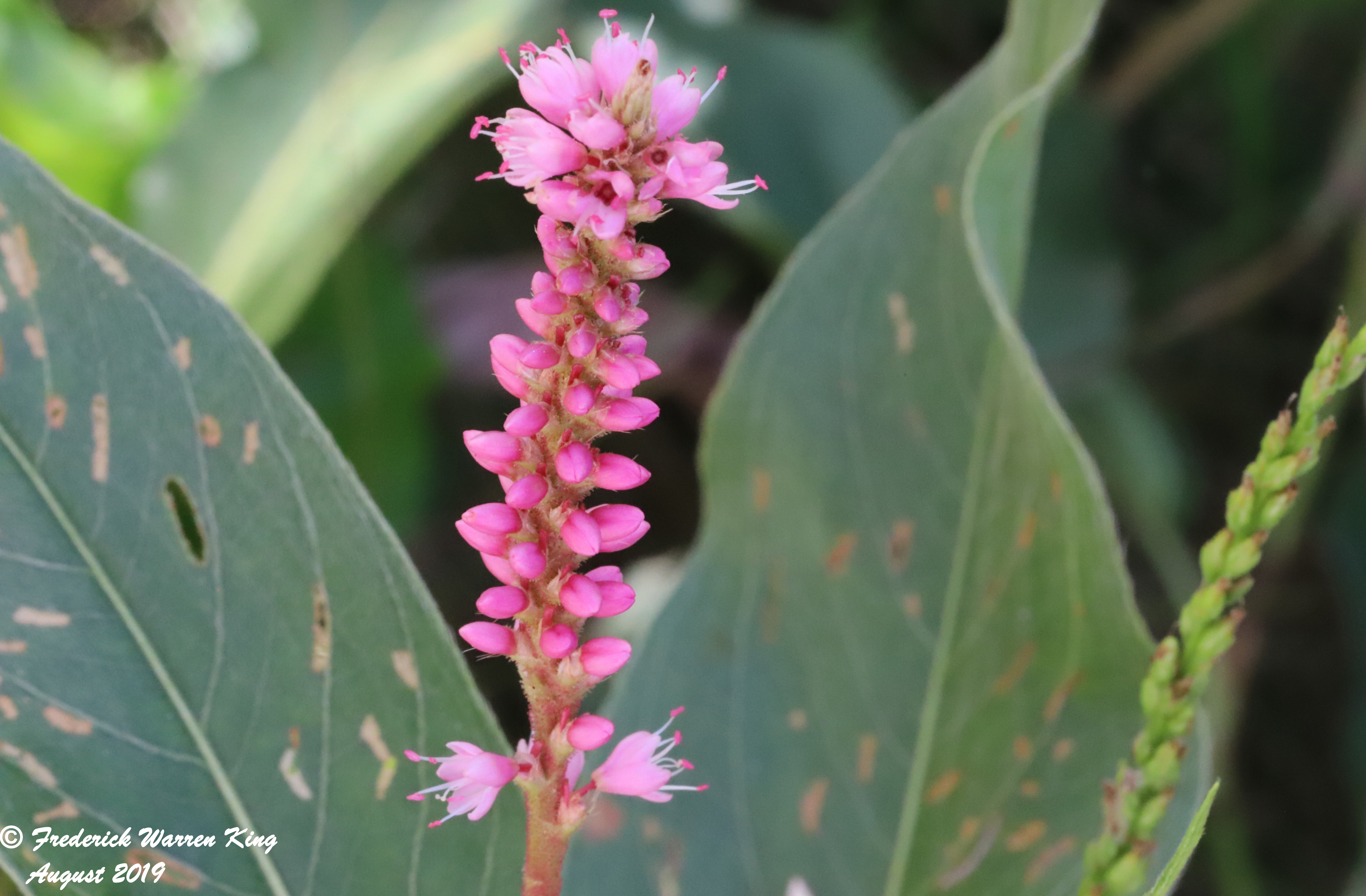 wild-flower-Persicaria-amphibia-var-emersa-08-19-2019-IMG_2823.JPG