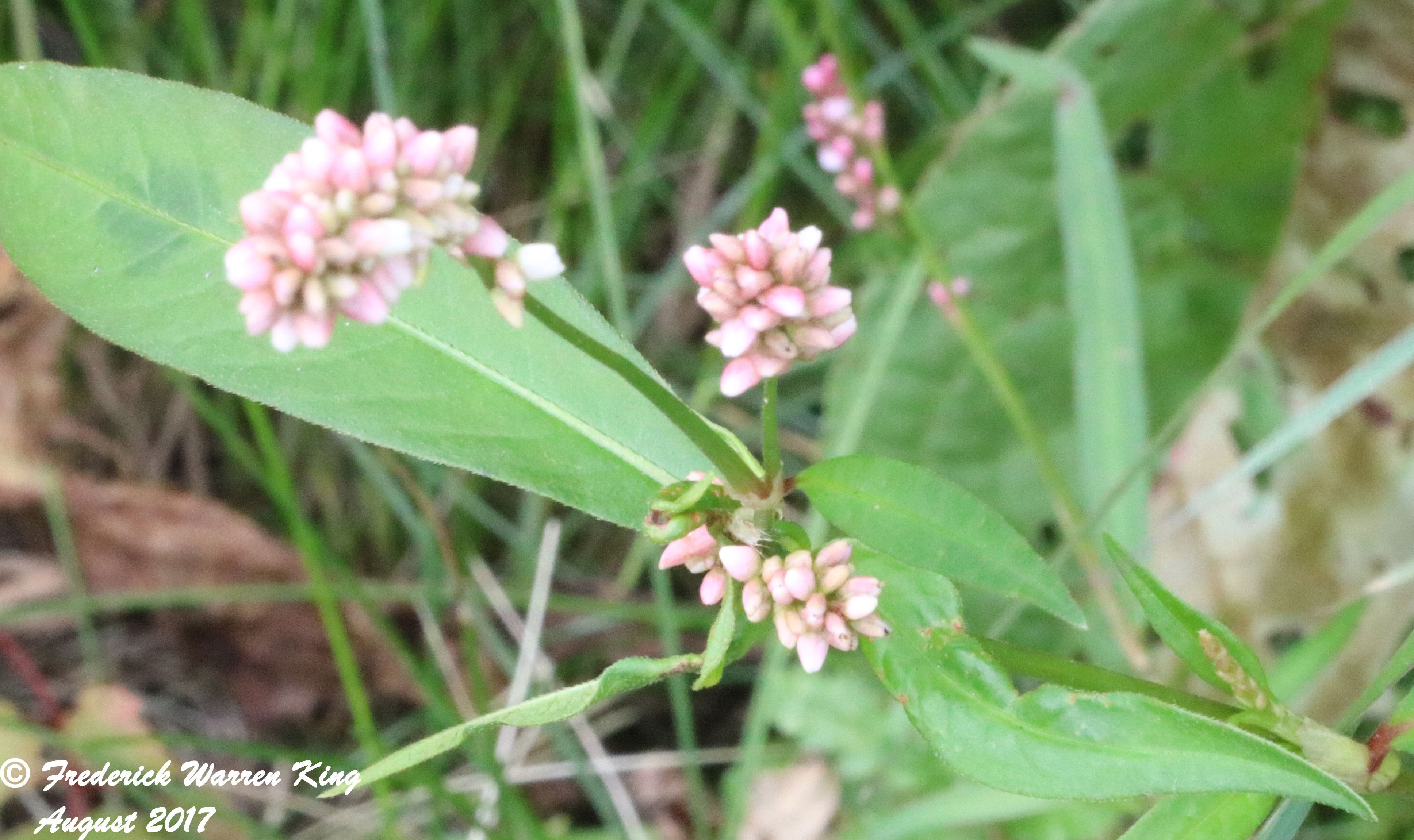 wild-flower-Persicaria-maculosa-var-maculosa-08-13-2017-IMG_1766.JPG