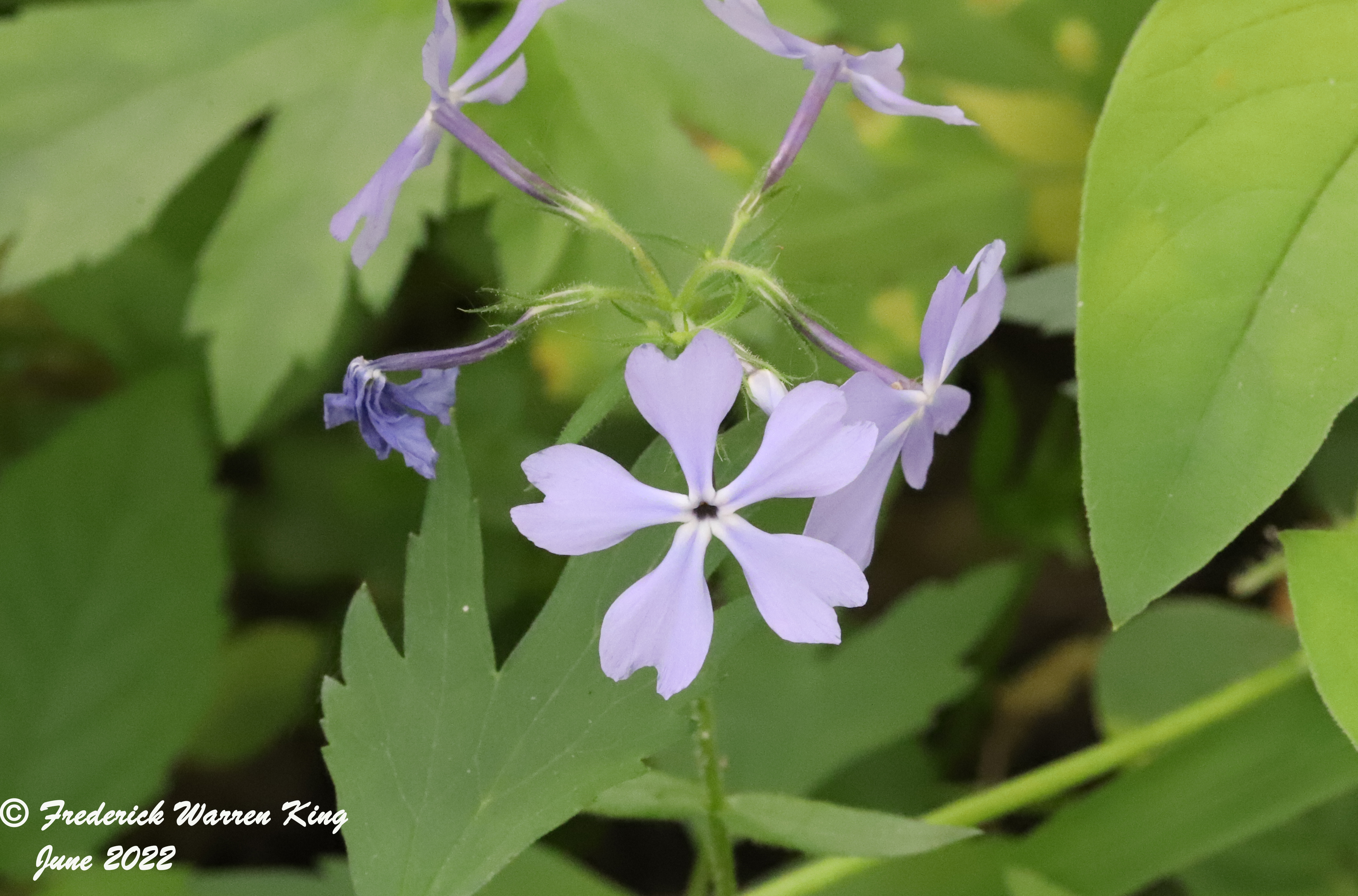 wild-flower-Phlox-divaricata-subsp-divaricata-06-02-2022-IMG_1325.JPG