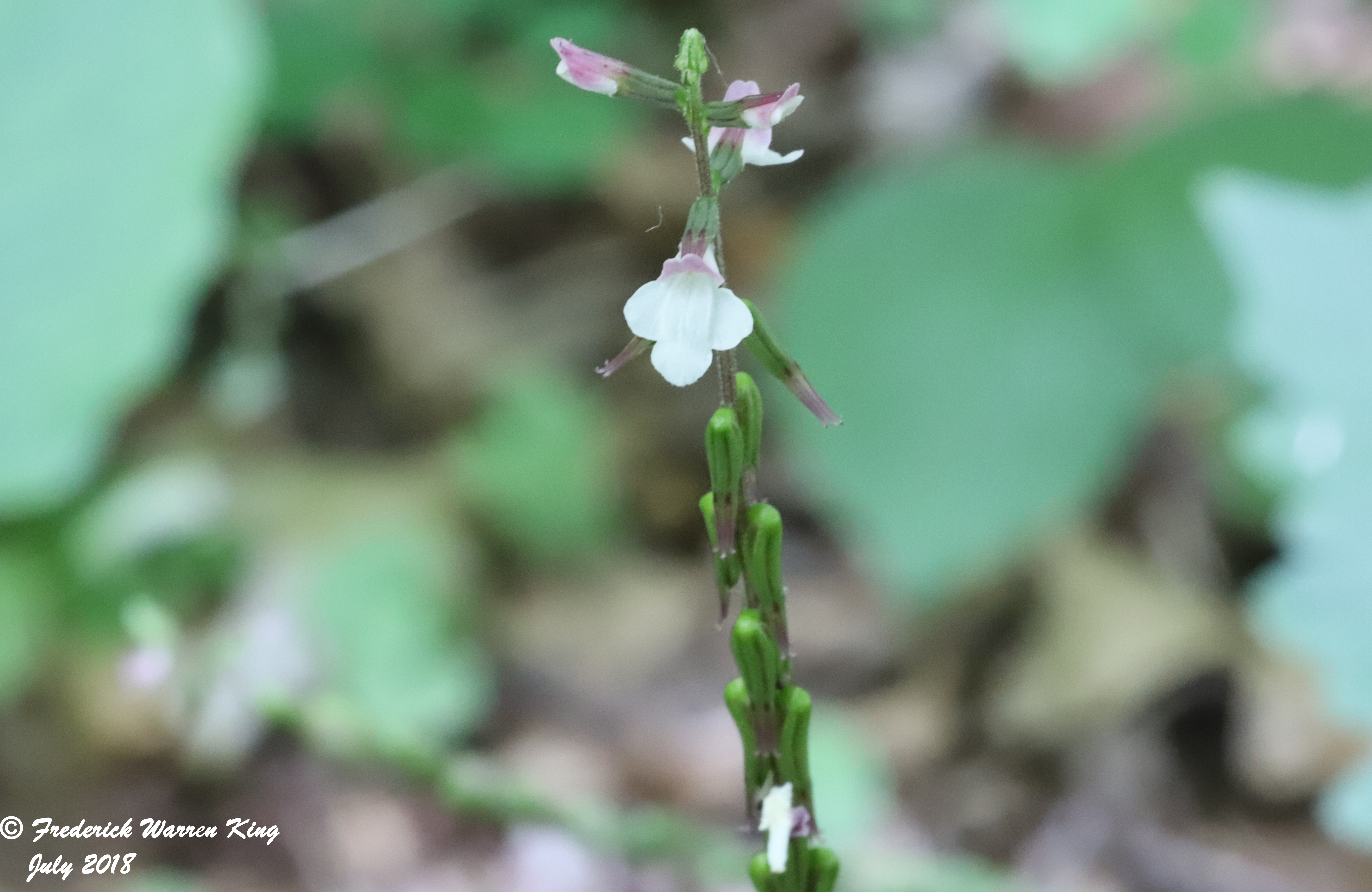 wild-flower-Phryma-leptostachya-var-leptostachya-07-19-2018-IMG_0627.JPG