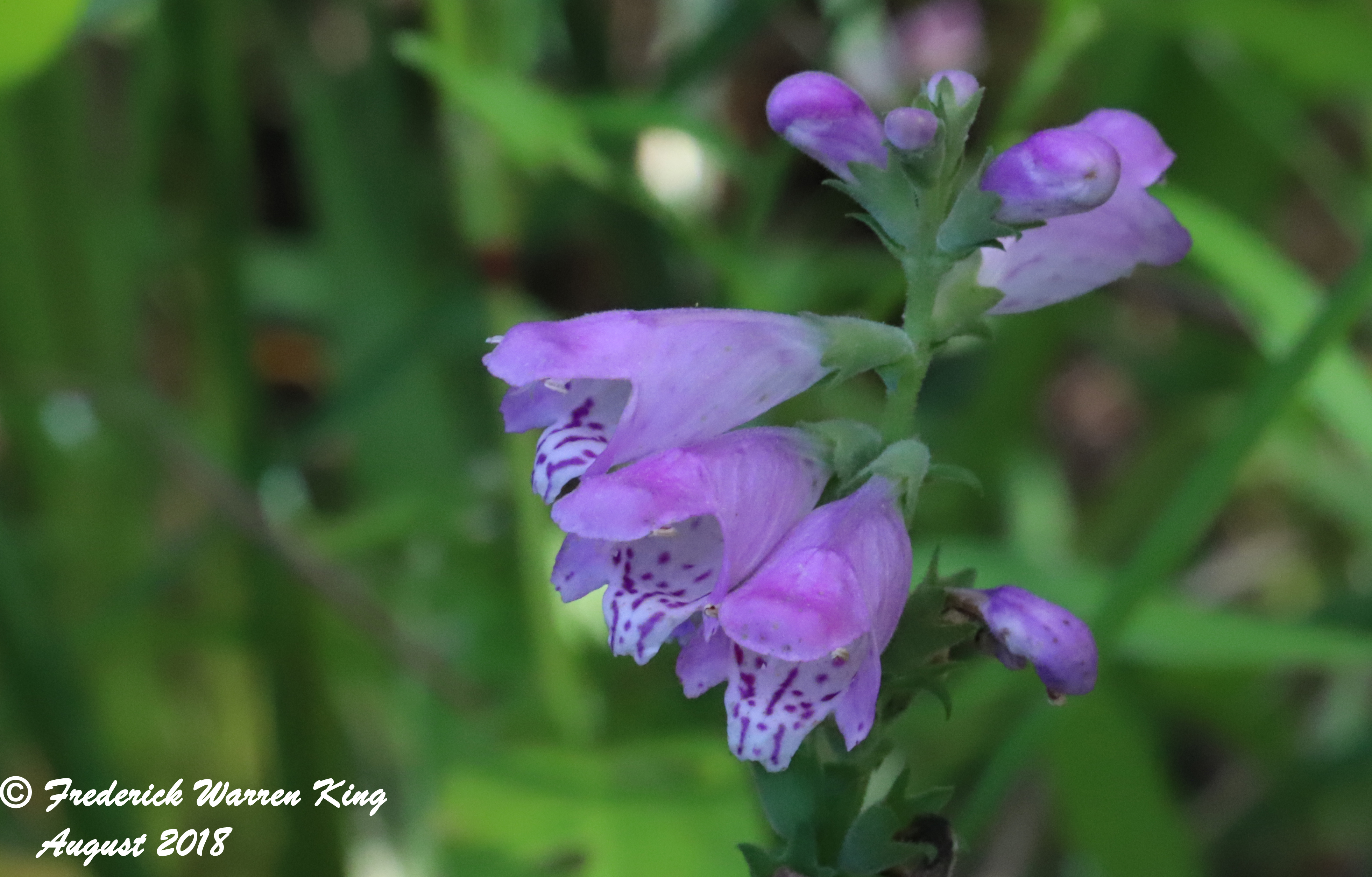 wild-flower-Physostegia-virginiana-subsp-virginiana-08-30-2018-IMG_0921.JPG
