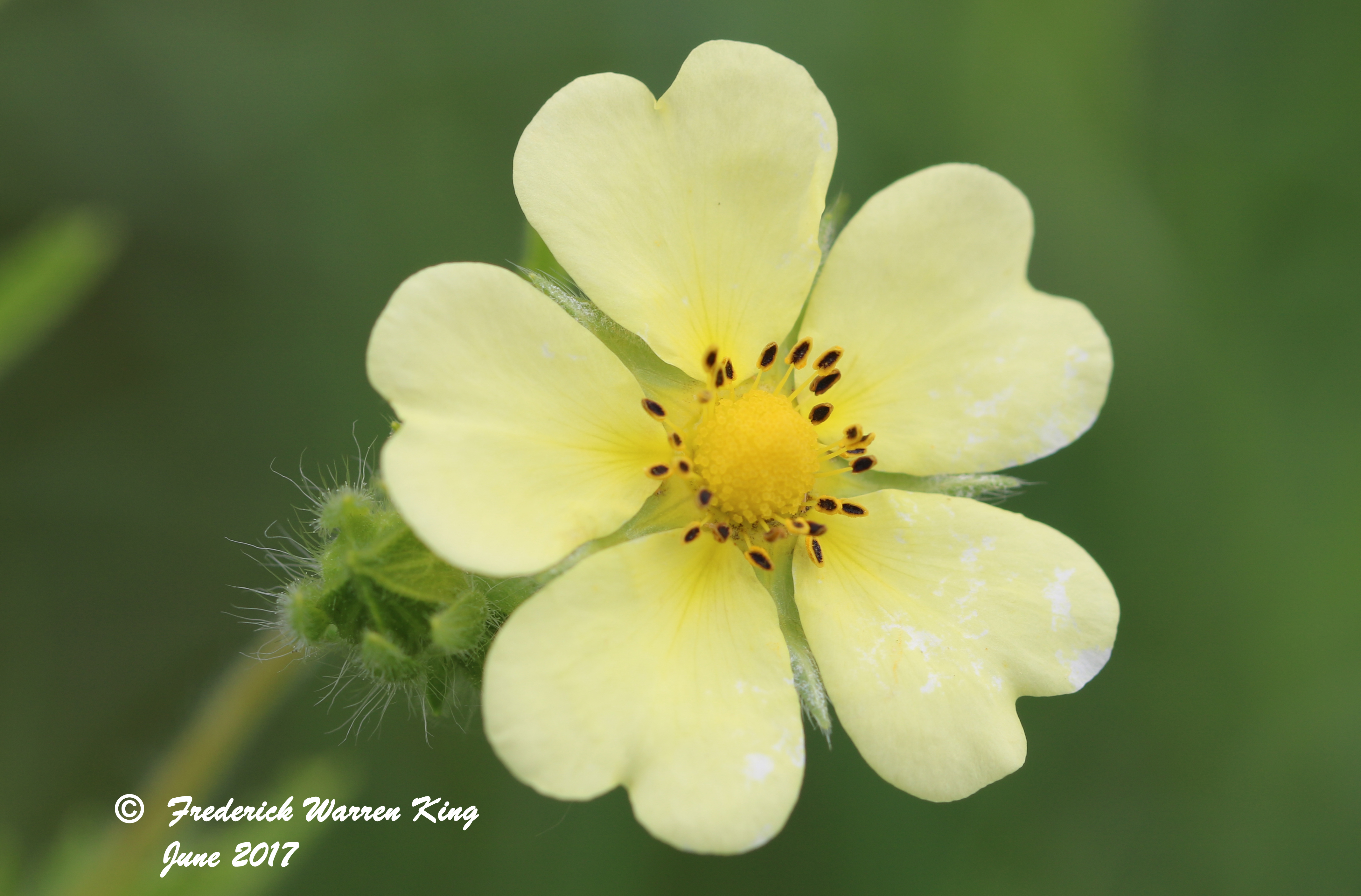 wild-flower-Potentilla-recta-subsp-recta-06-19-2017-IMG_0821.JPG