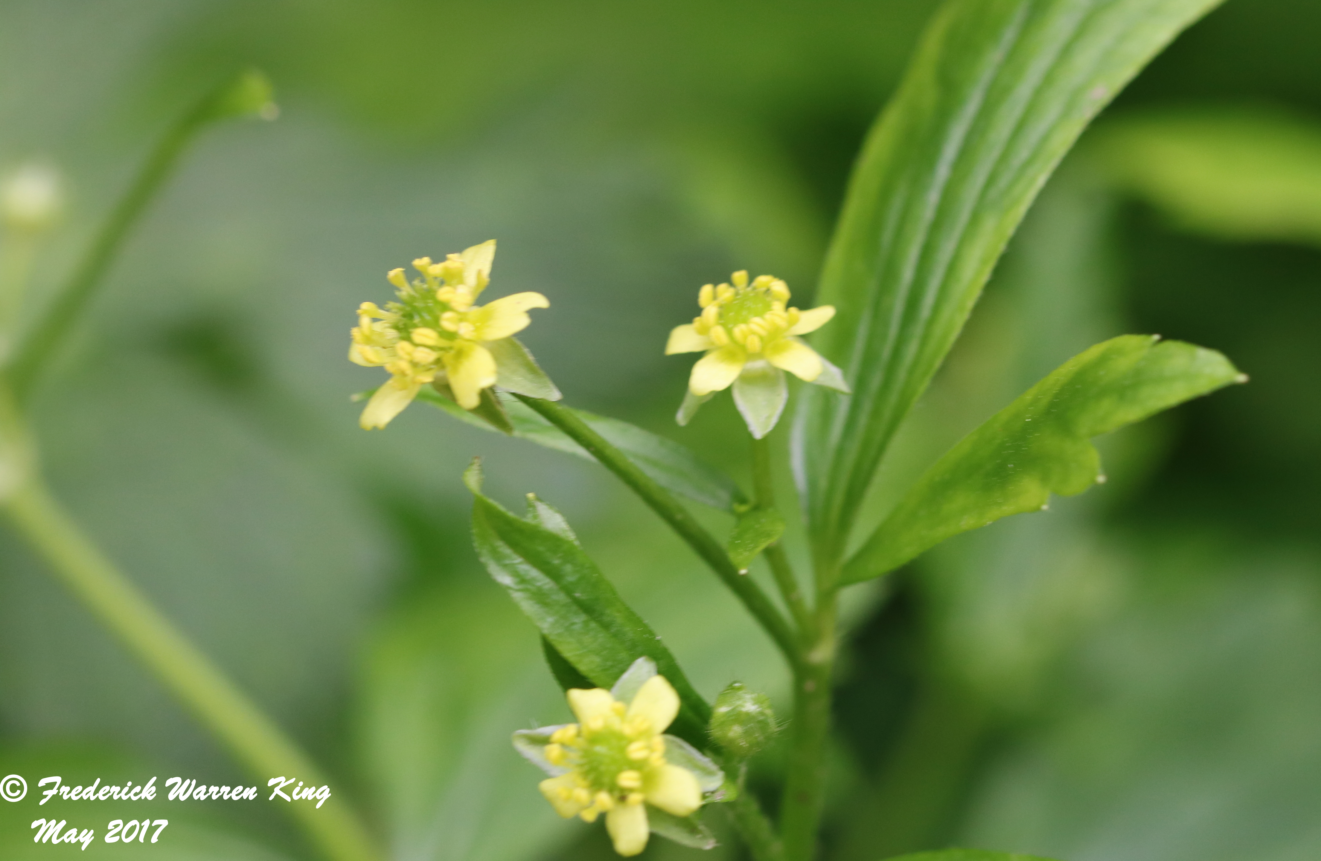 wild-flower-Ranunculus-recurvatus-var-recurvatus-05-19-2017-IMG_0408.JPG