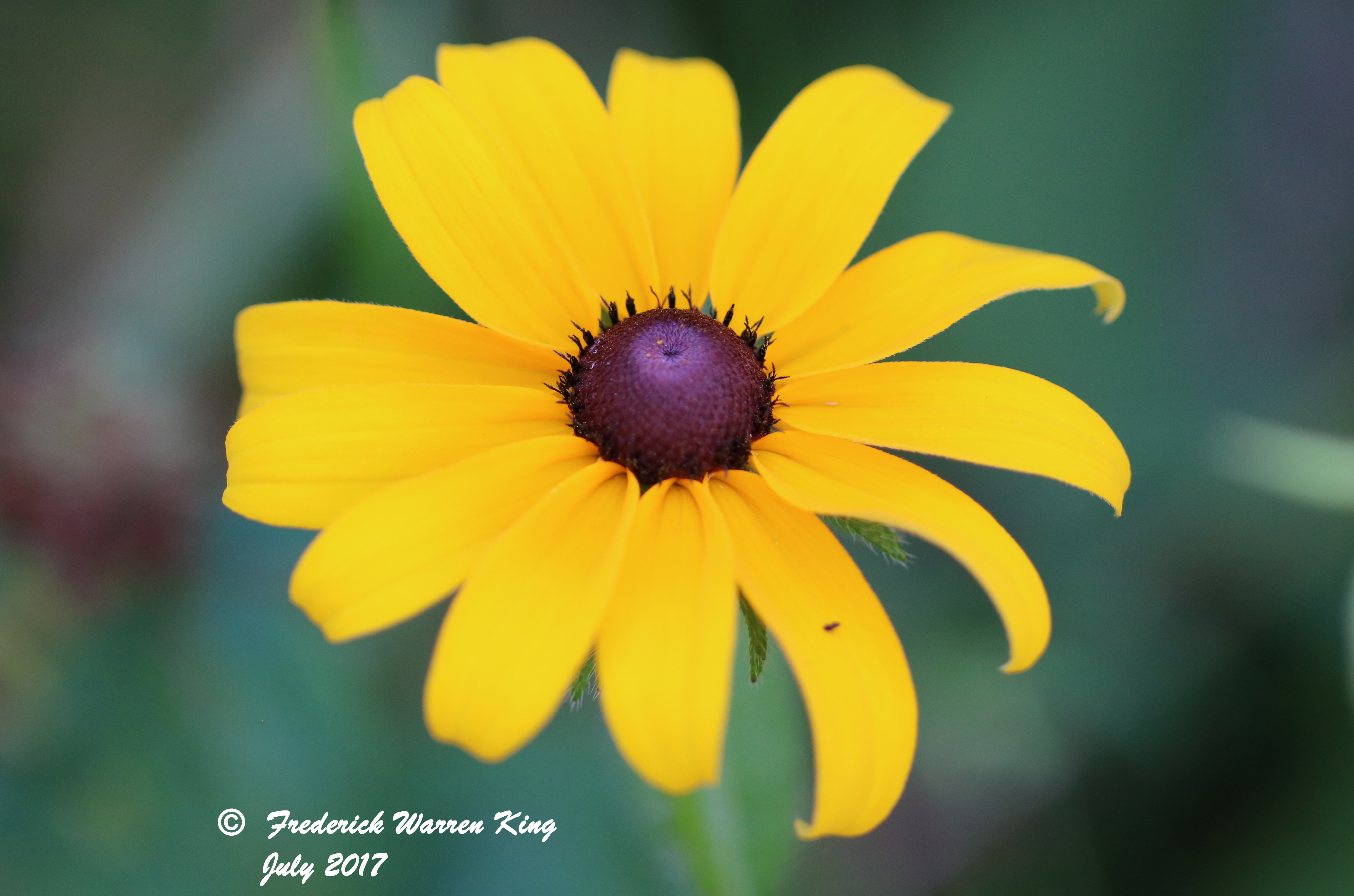 wild-flower-Rudbeckia-hirta-var-pulcherrima-07-12-2017-IMG_1143.JPG