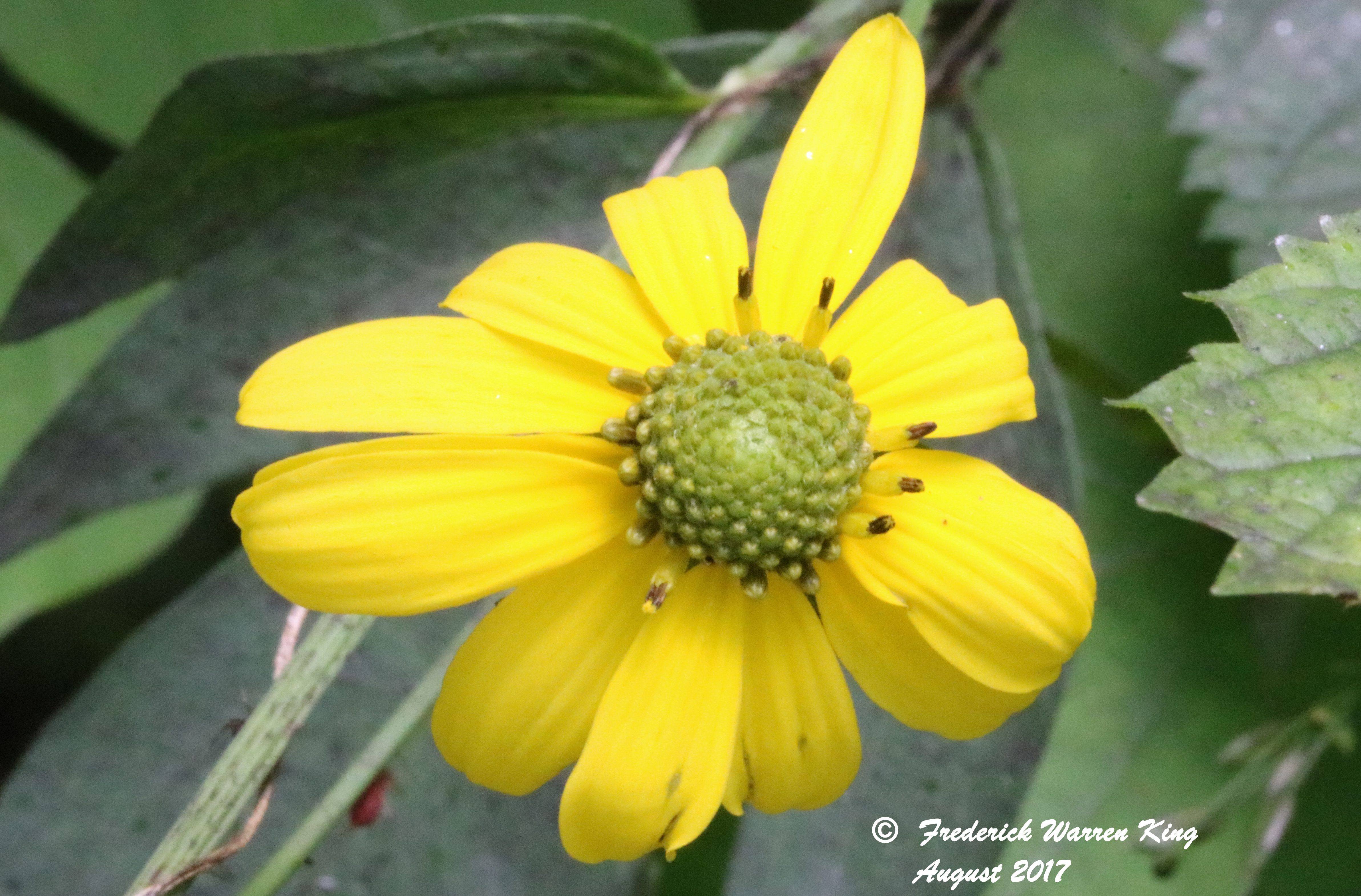 wild-flower-Rudbeckia-laciniata-var-laciniata-08-11-2017-IMG_1703.JPG