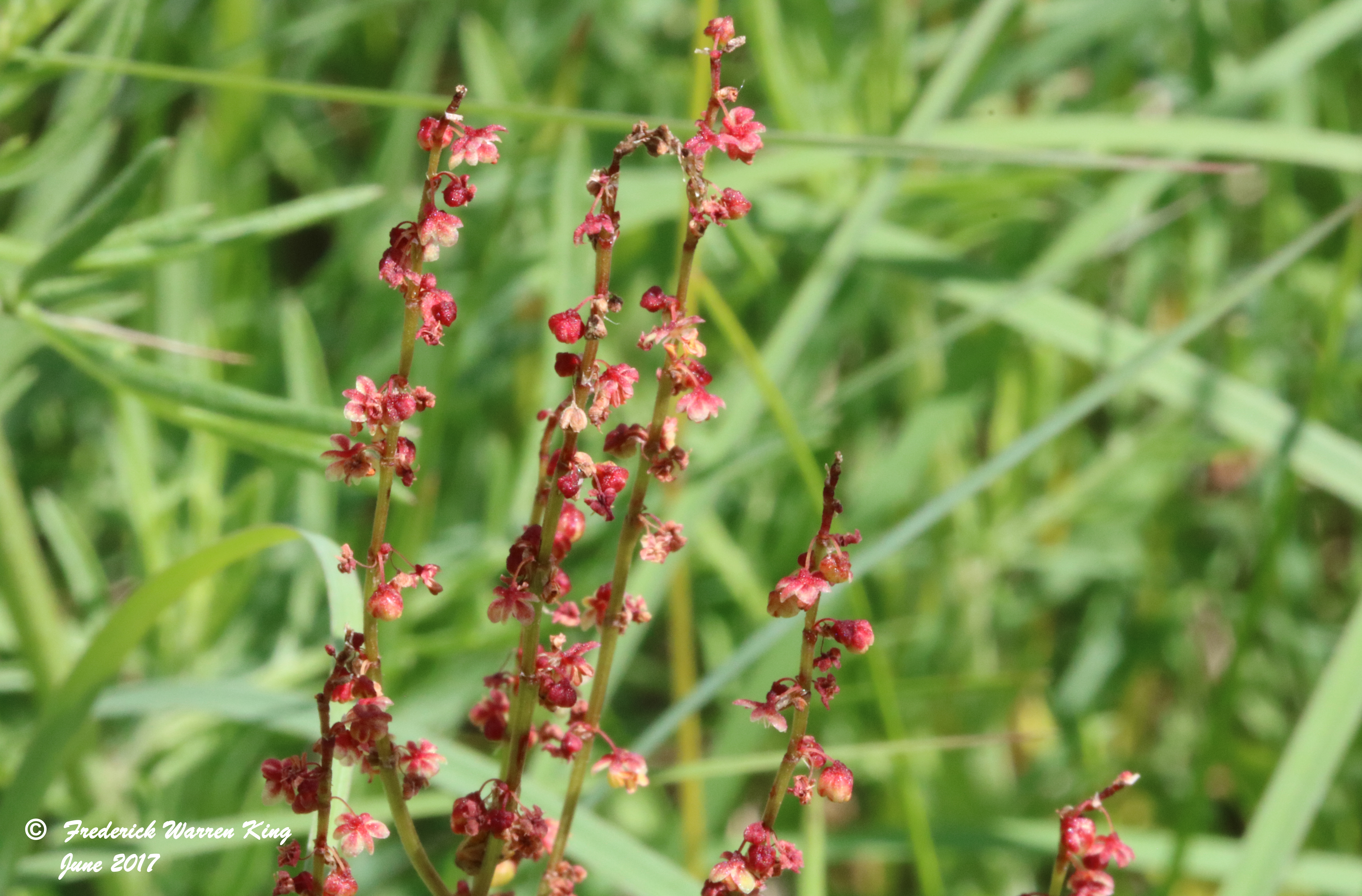 wild-flower-Rumex-acetosella-subsp-acetosella-06-26-2017-IMG_0890.JPG