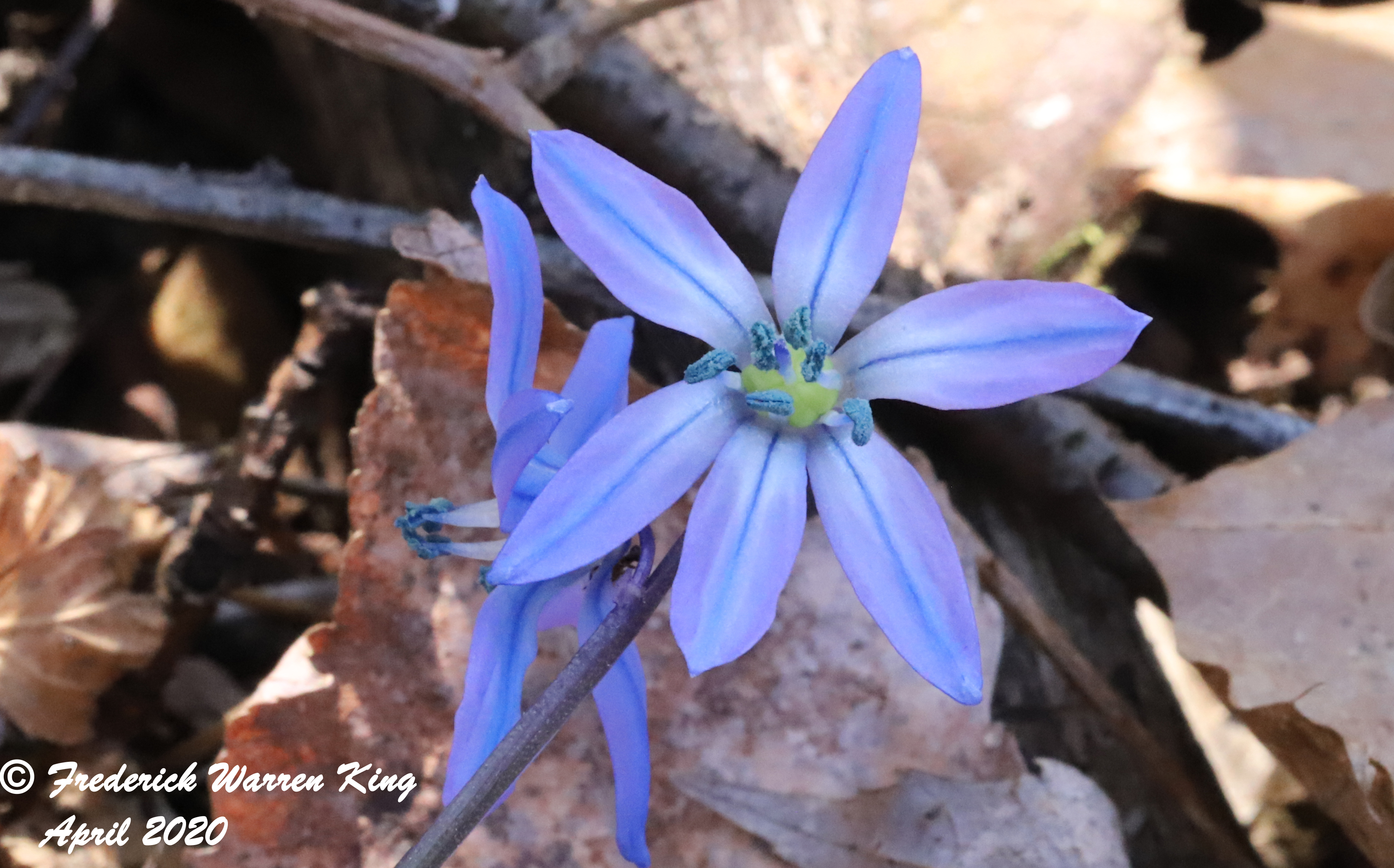 wild-flower-Scilla-siberica-subsp-siberica-04-22-2020-IMG_3507.JPG