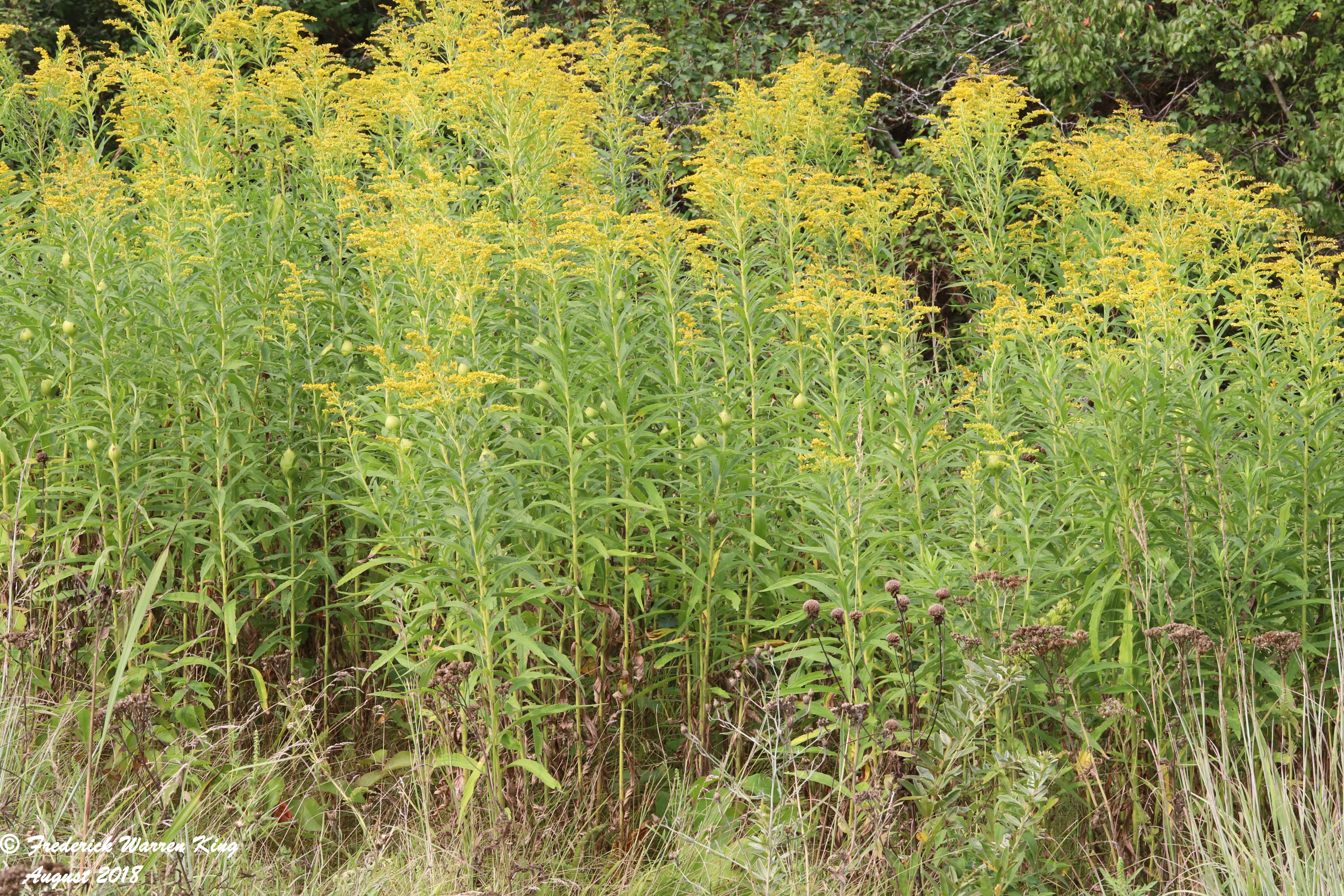 wild-flower-Solidago-altissima-subsp-altissima-08-19-2018-IMG_0824.JPG