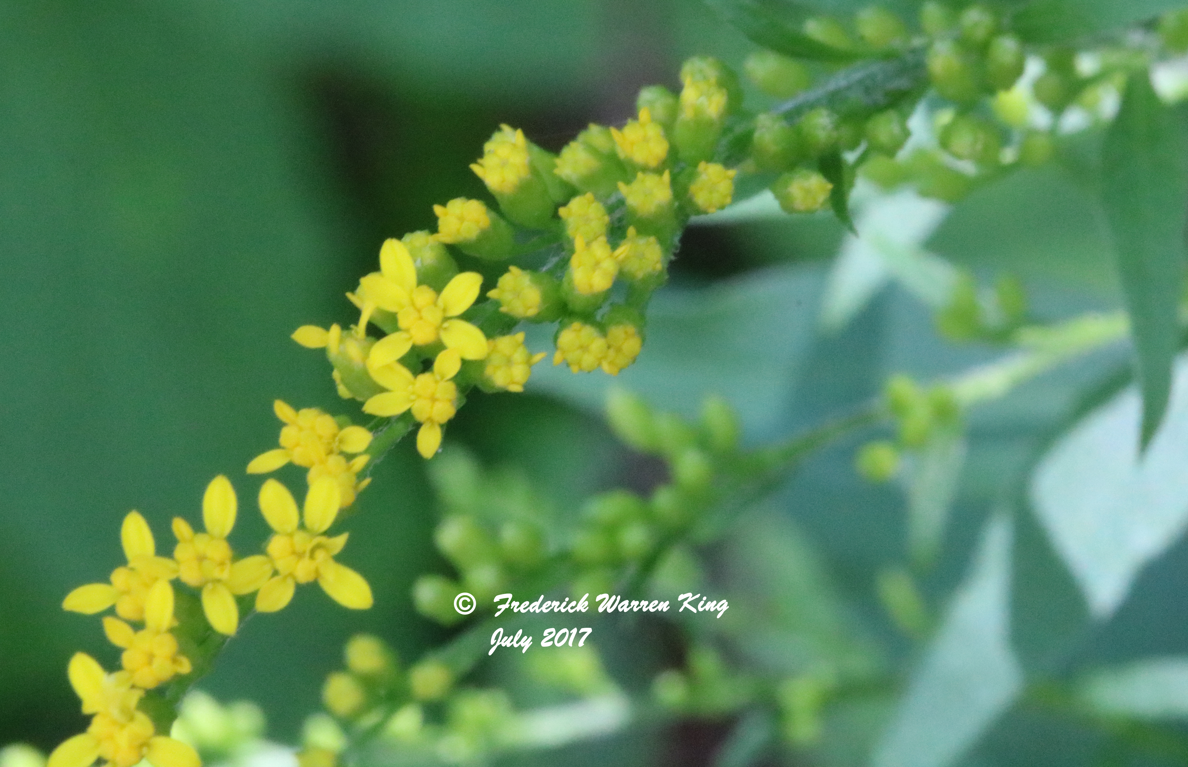 wild-flower-Solidago-nemoralis-subsp-nemoralis-07-22-2017-IMG_1302.JPG