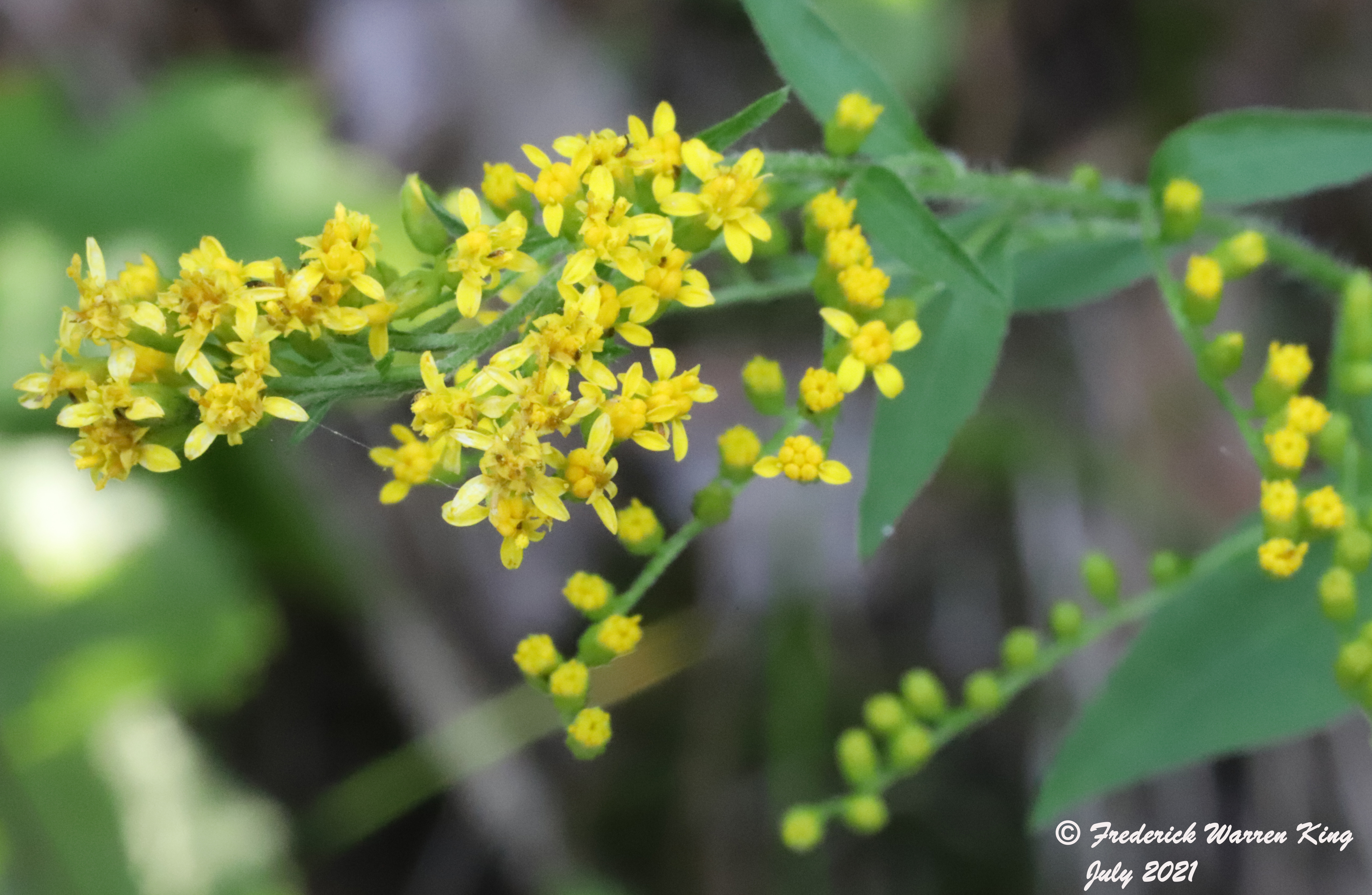 wild-flower-Solidago-ulmifolia-var-ulmifolia-07-17-2021-IMG_7795.JPG