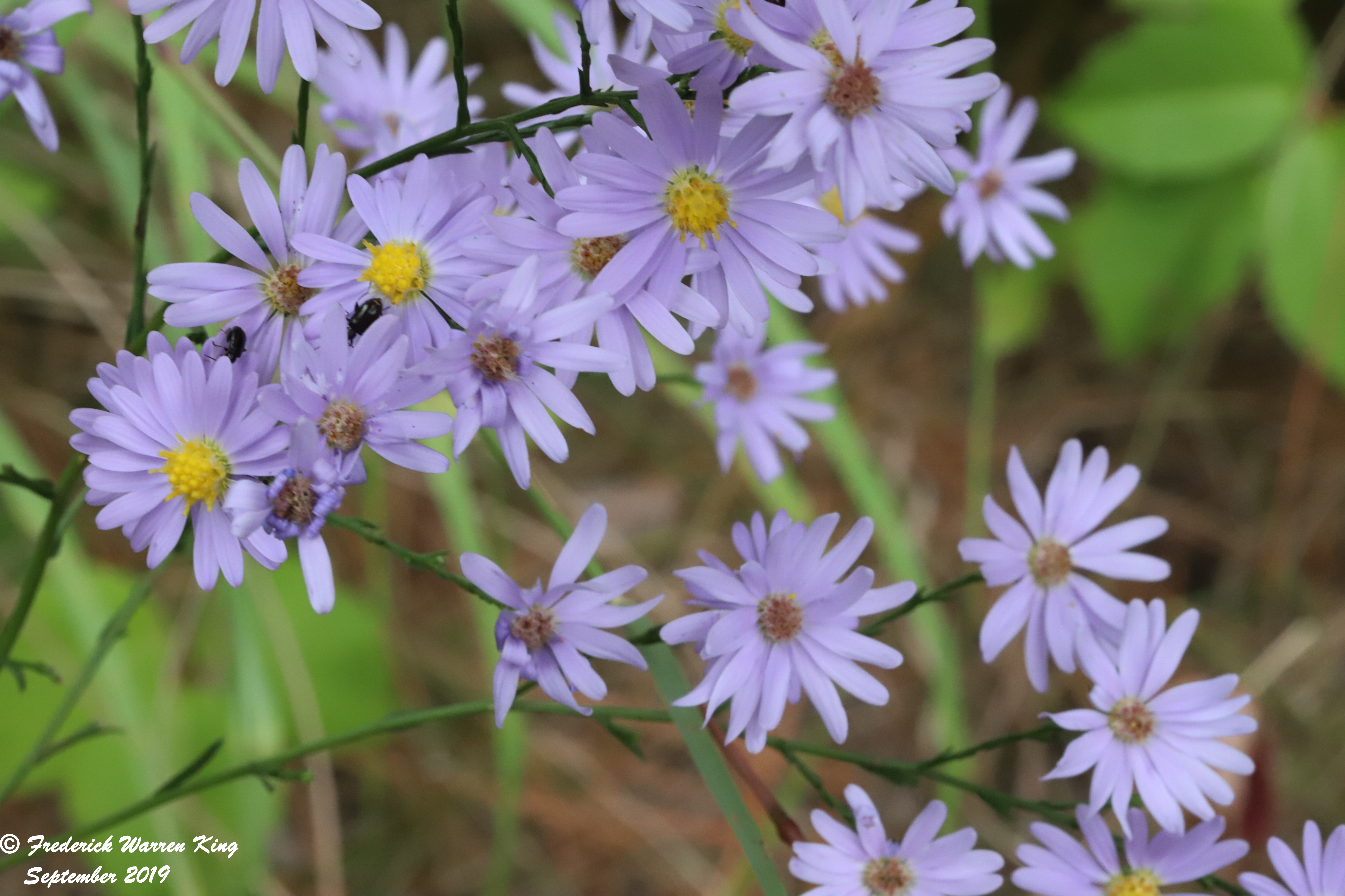 wild-flower-Symphyotrichum-laeve-var-laeve-09-22-2019-IMG_3393.JPG