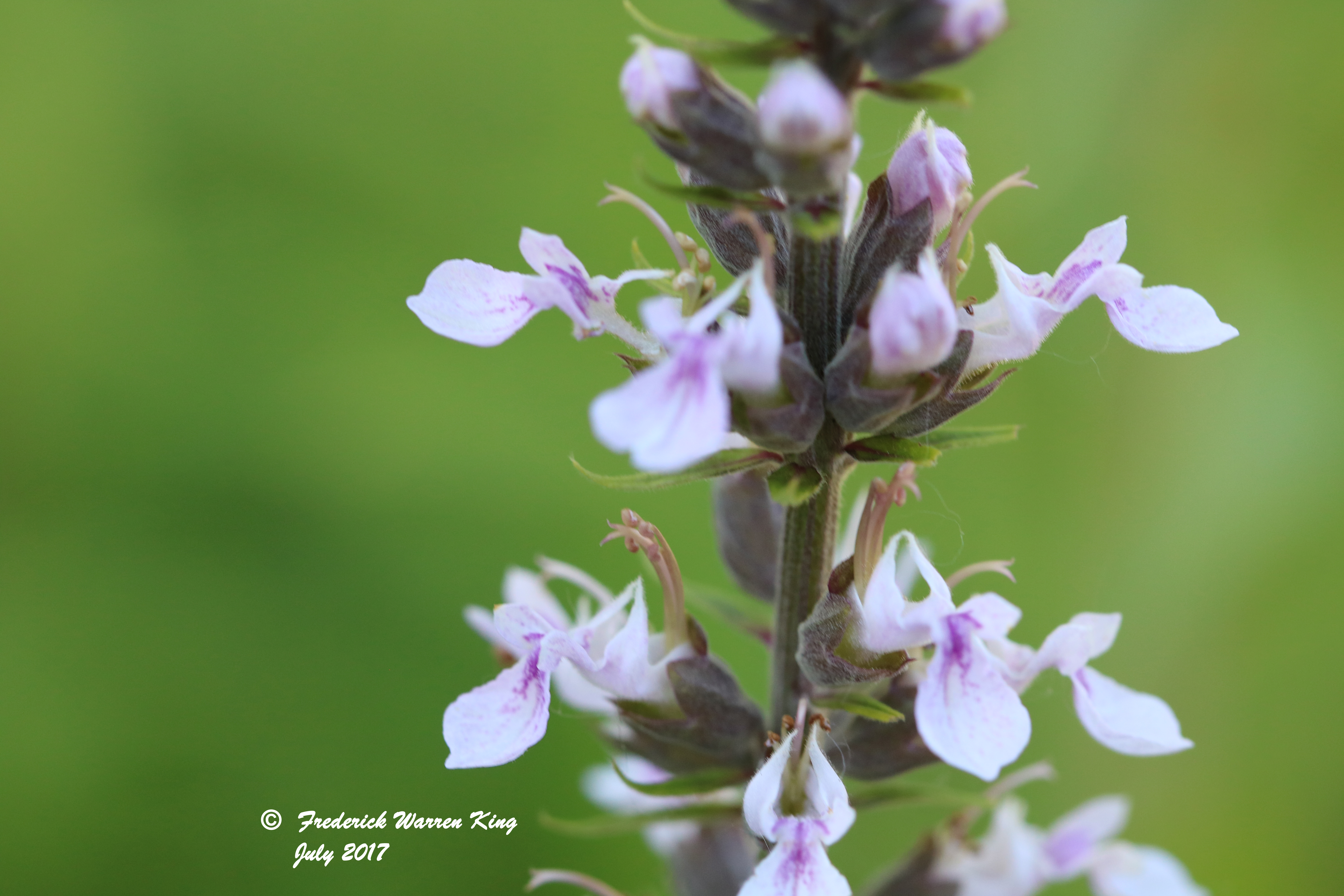 wild-flower-Teucrium-canadense-var-canadense-07-02-2017-IMG_0971.JPG