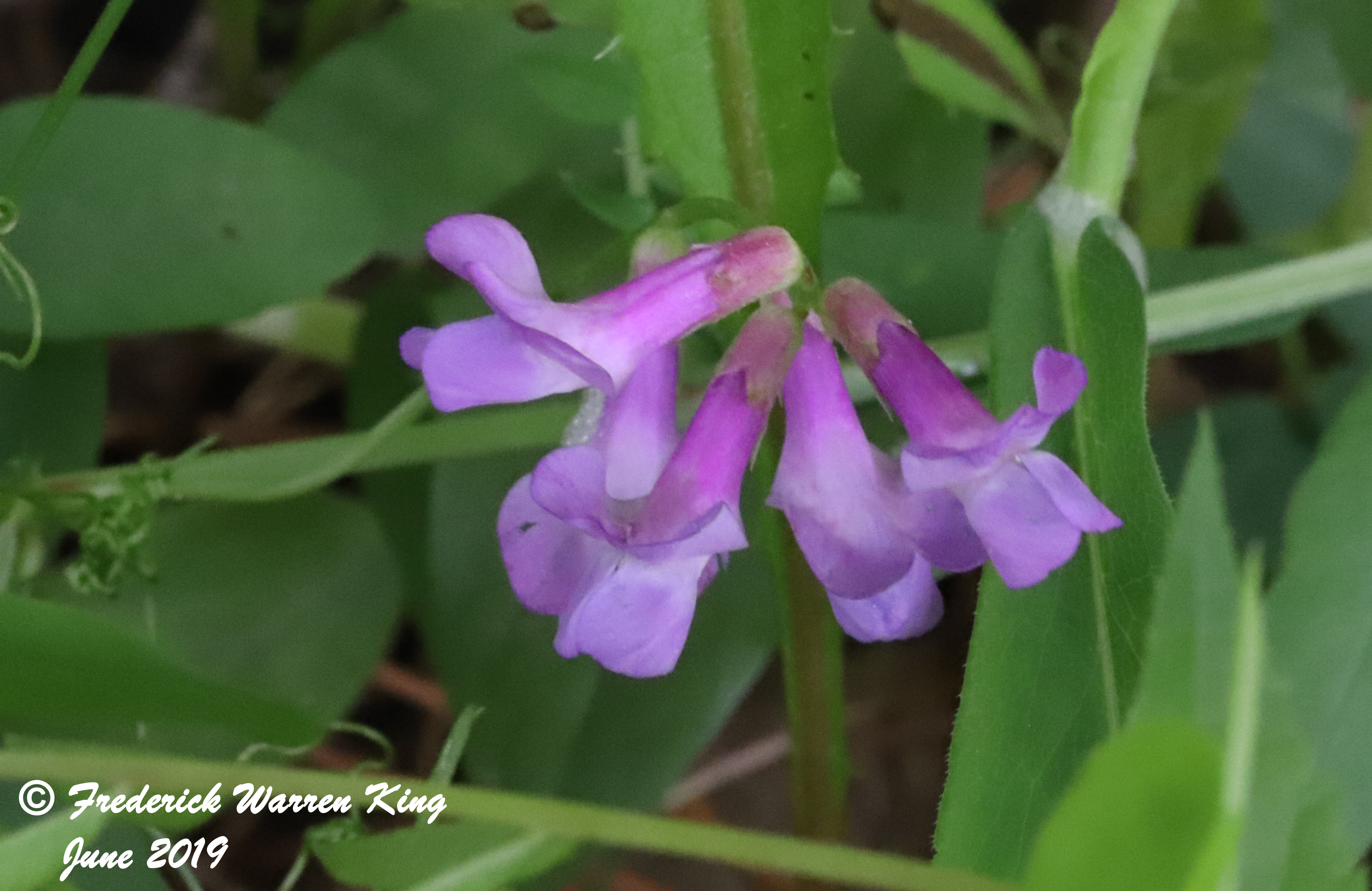 wild-flower-Vicia-americana-var-americana-06-16-2019-IMG_1861.JPG