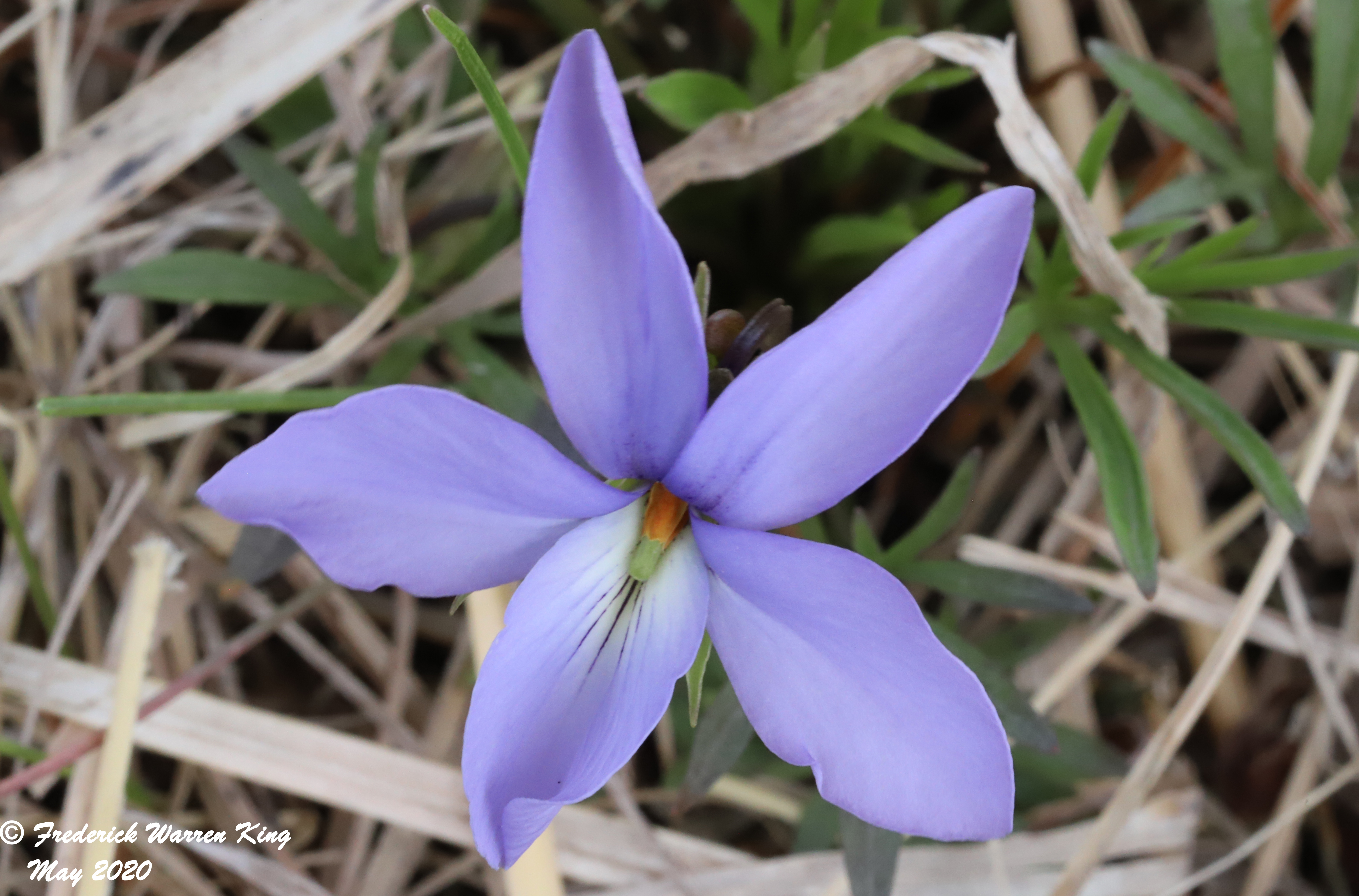 wild-flower-Viola-pedata-var-pedata-05-19-2020-IMG_3649.JPG