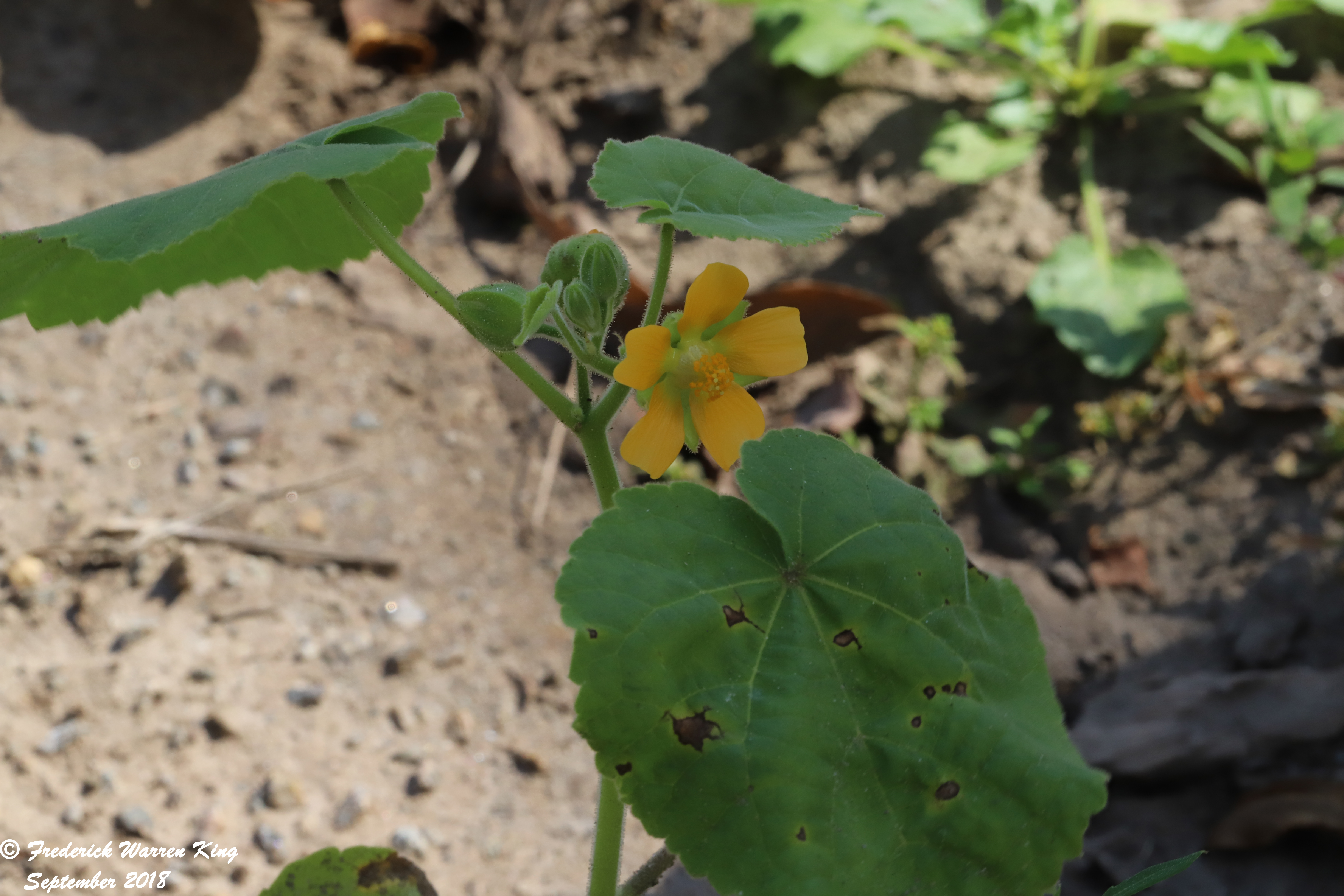 wild-flower-Abutilon-theophrasti-09-16-2018-IMG_1144.JPG