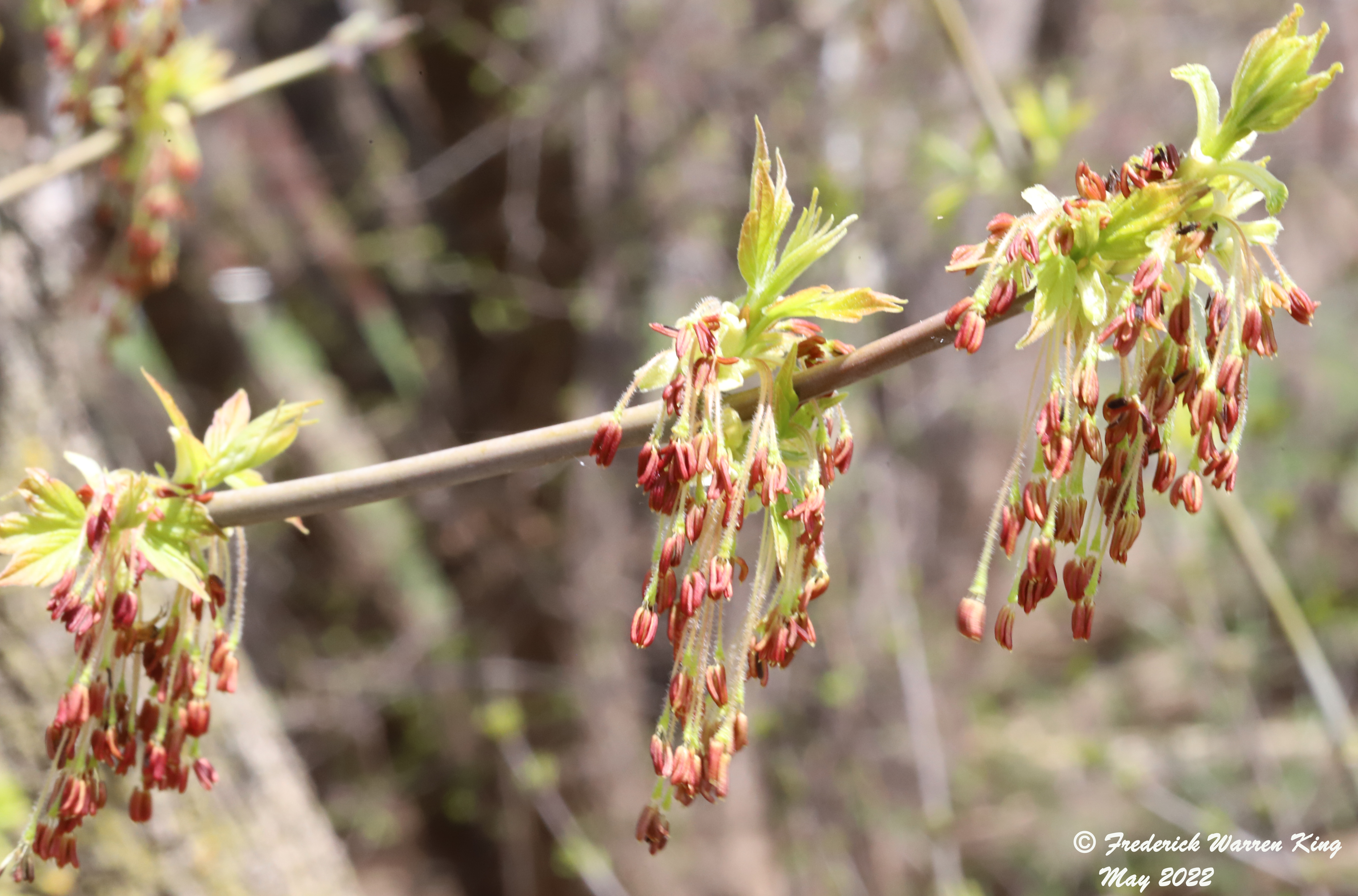 wild-flower-Acer-negundo-05-06-2022-IMG_0152.JPG
