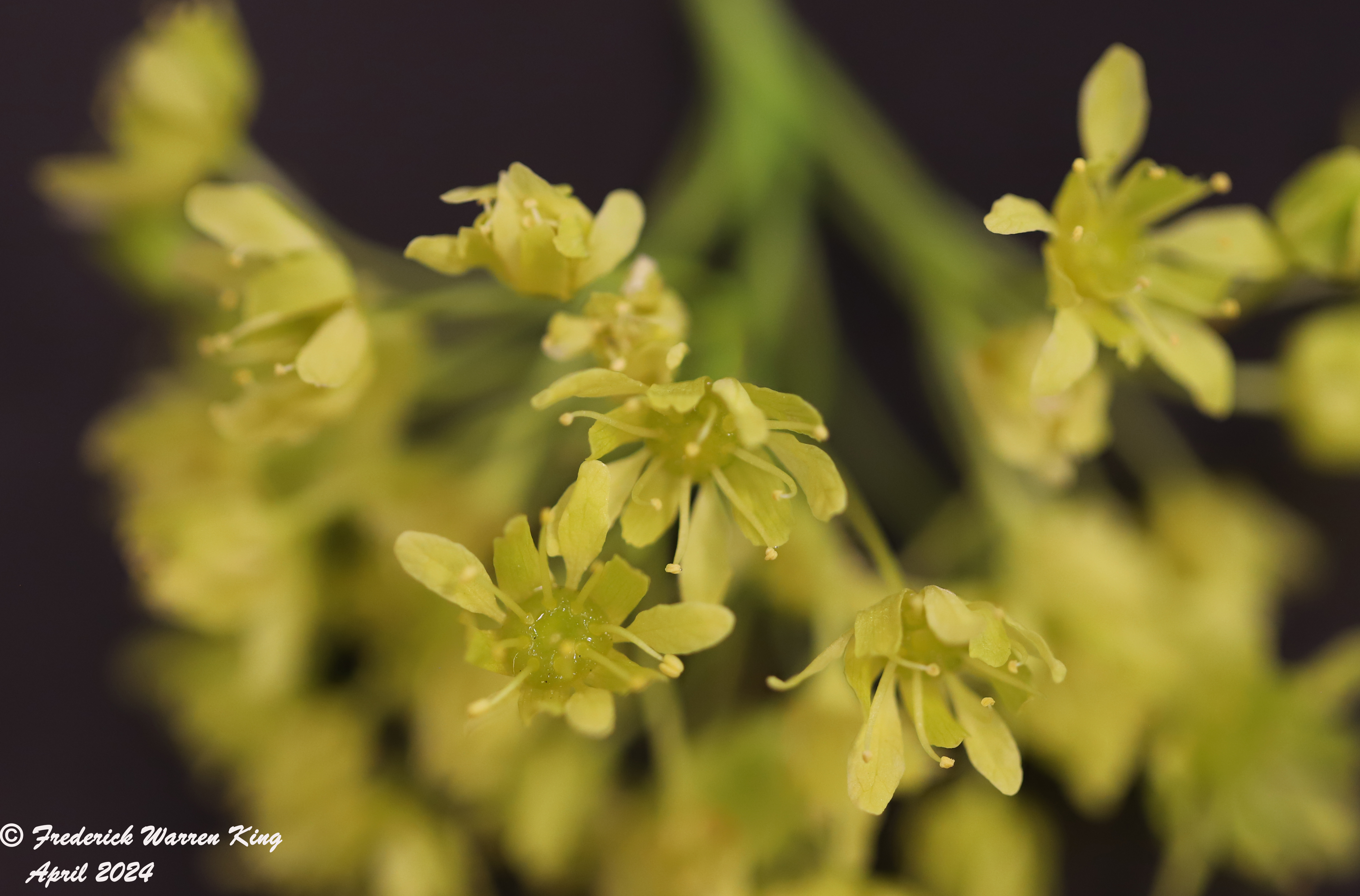 wild-flower-Acer-platanoides-04-26-2024-IMG_0352.JPG