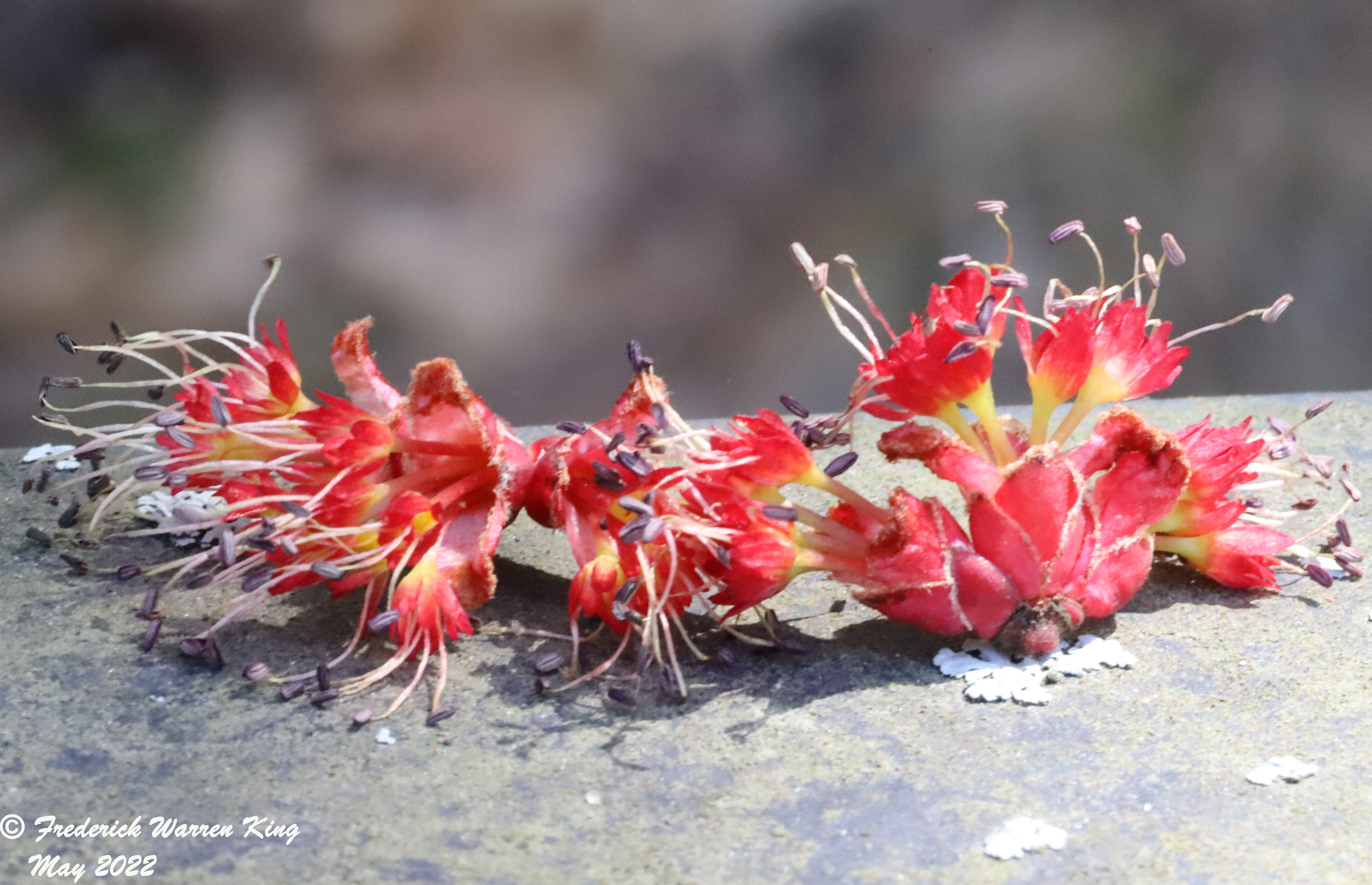 wild-flower-Acer-rubrum-05-06-2022-IMG_0166.JPG