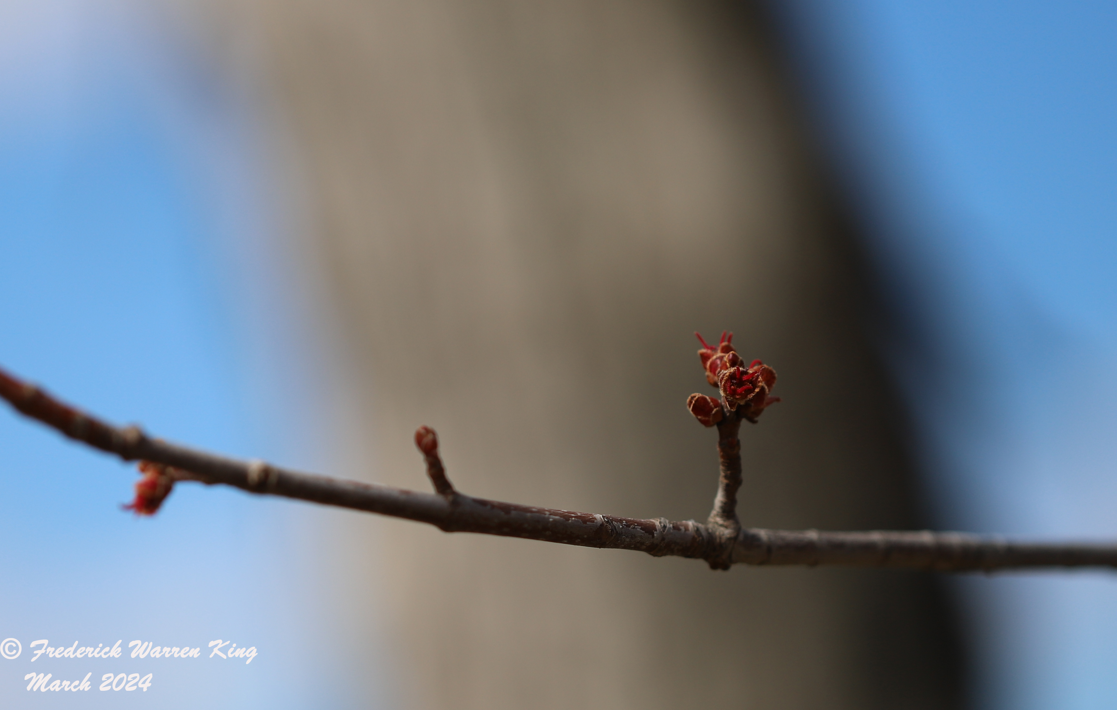 wild-flower-Acer-saccharinum-03-19-2024-IMG_0161.JPG