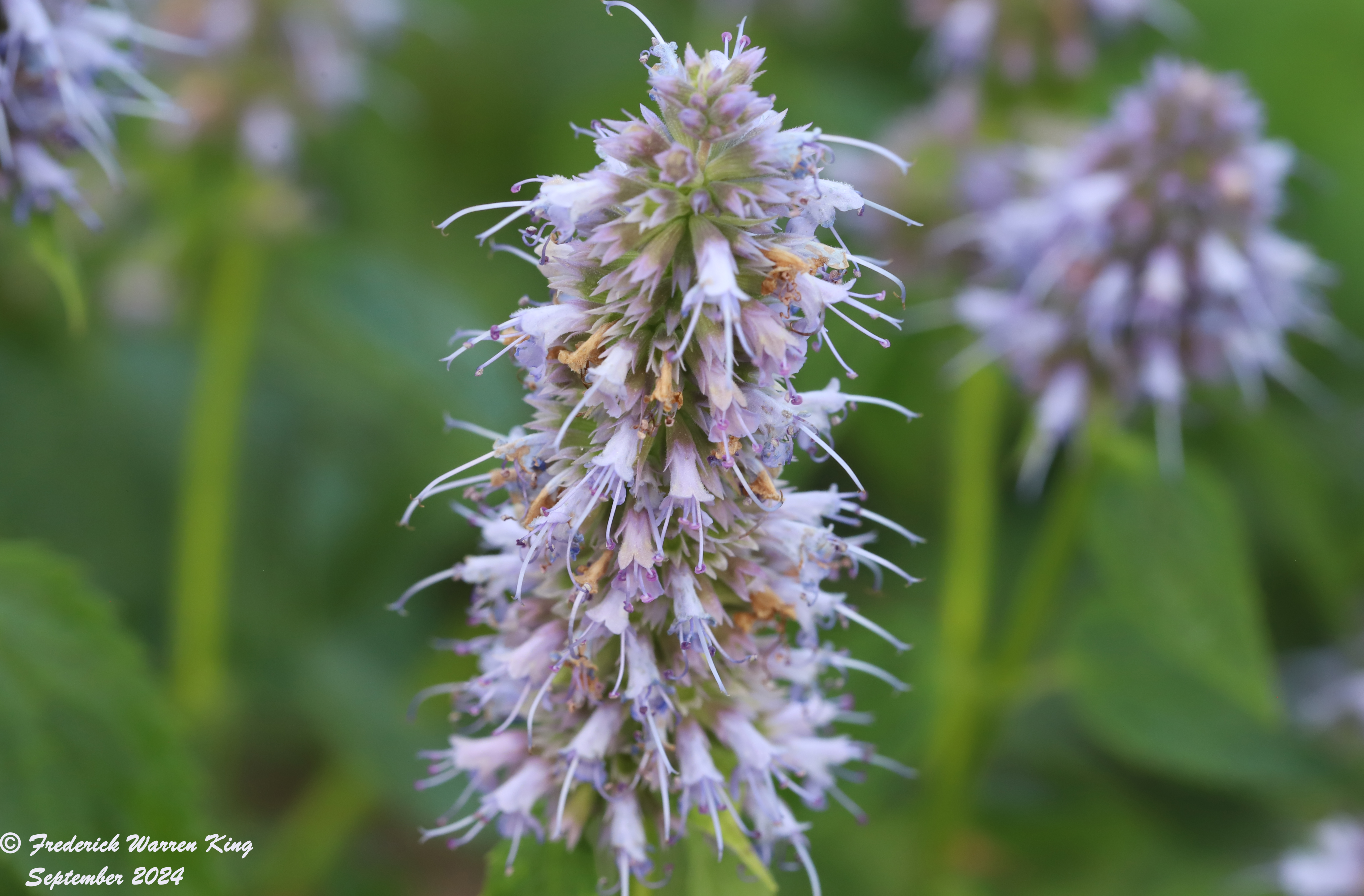 wild-flower-Agastache-foeniculum-09-06-2024-IMG_4242.JPG