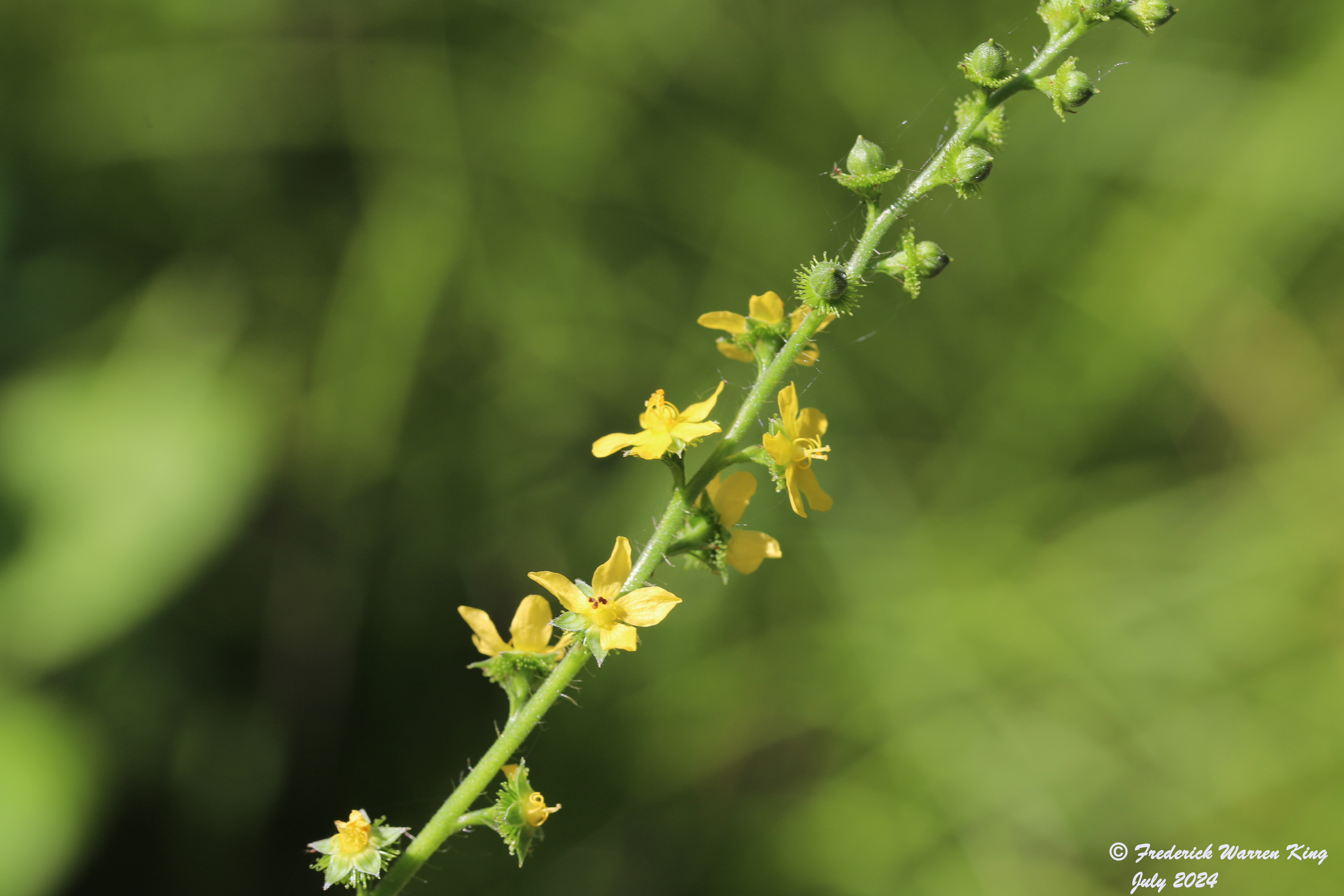 wild-flower-Agrimonia-gryposepala-07-06-2024-IMG_2576.JPG