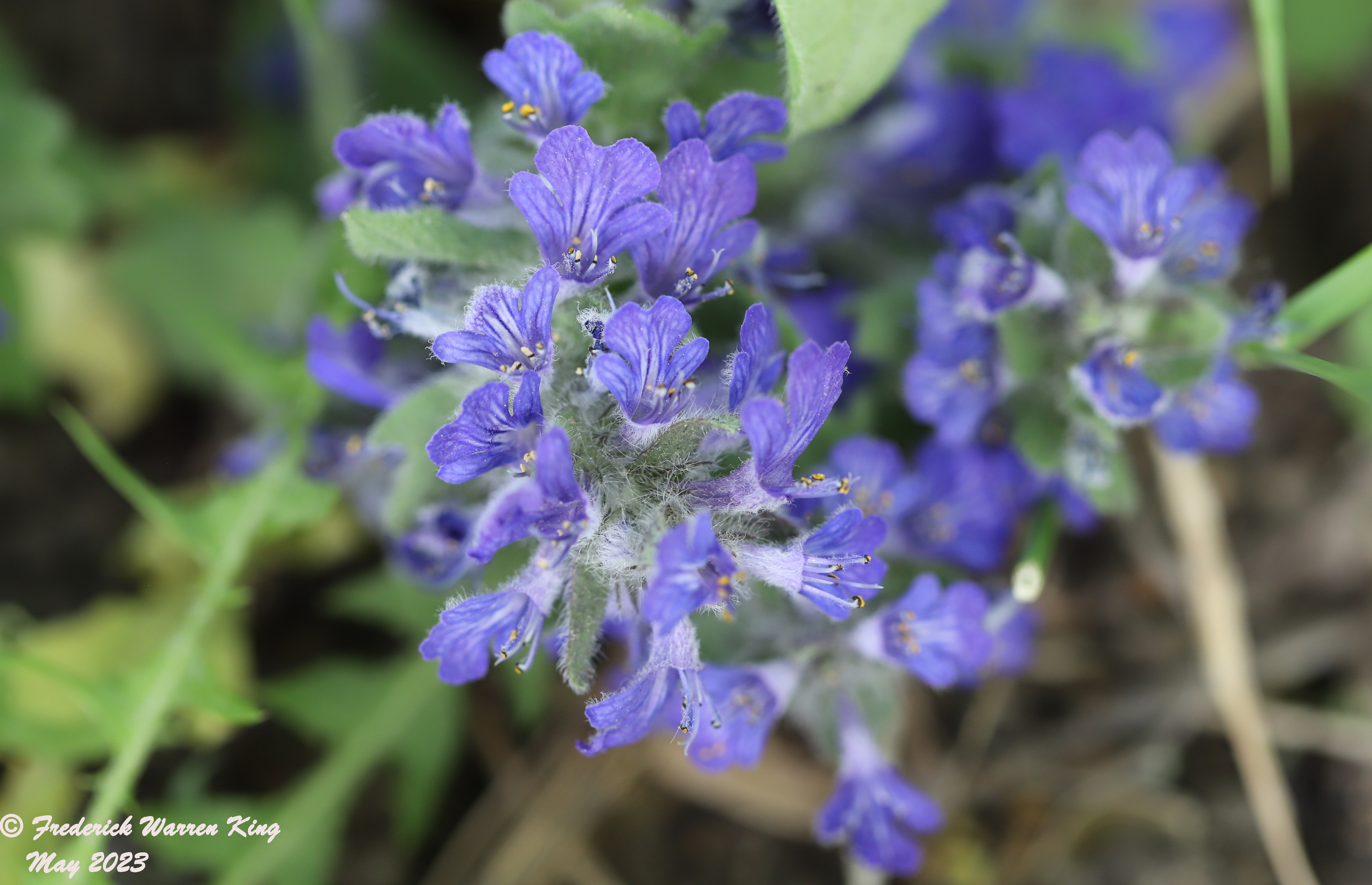 wild-flower-Ajuga-genevensis-05-28-2023-IMG_5822.JPG