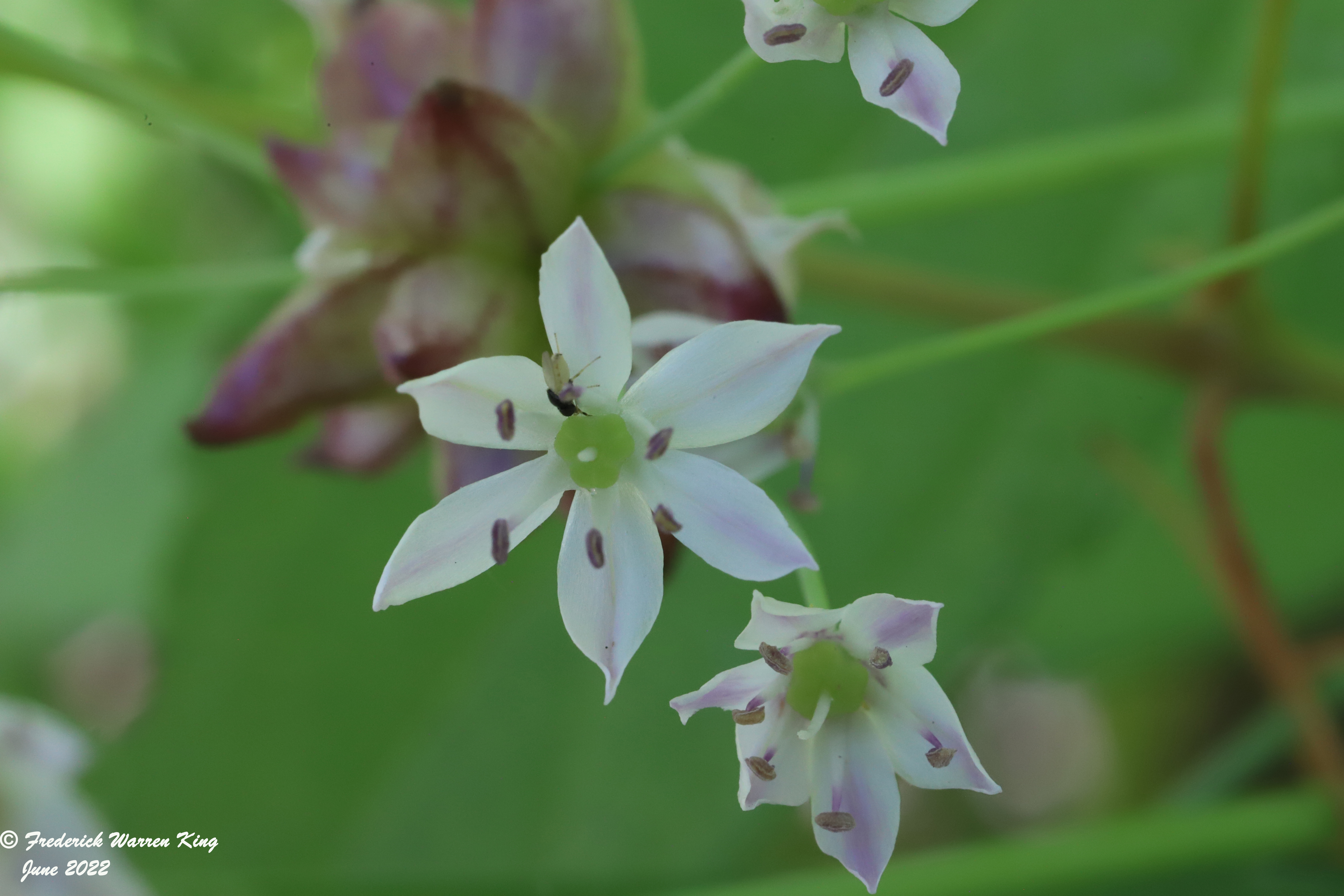 wild-flower-Allium-canadense-06-22-2022-IMG_1834.JPG
