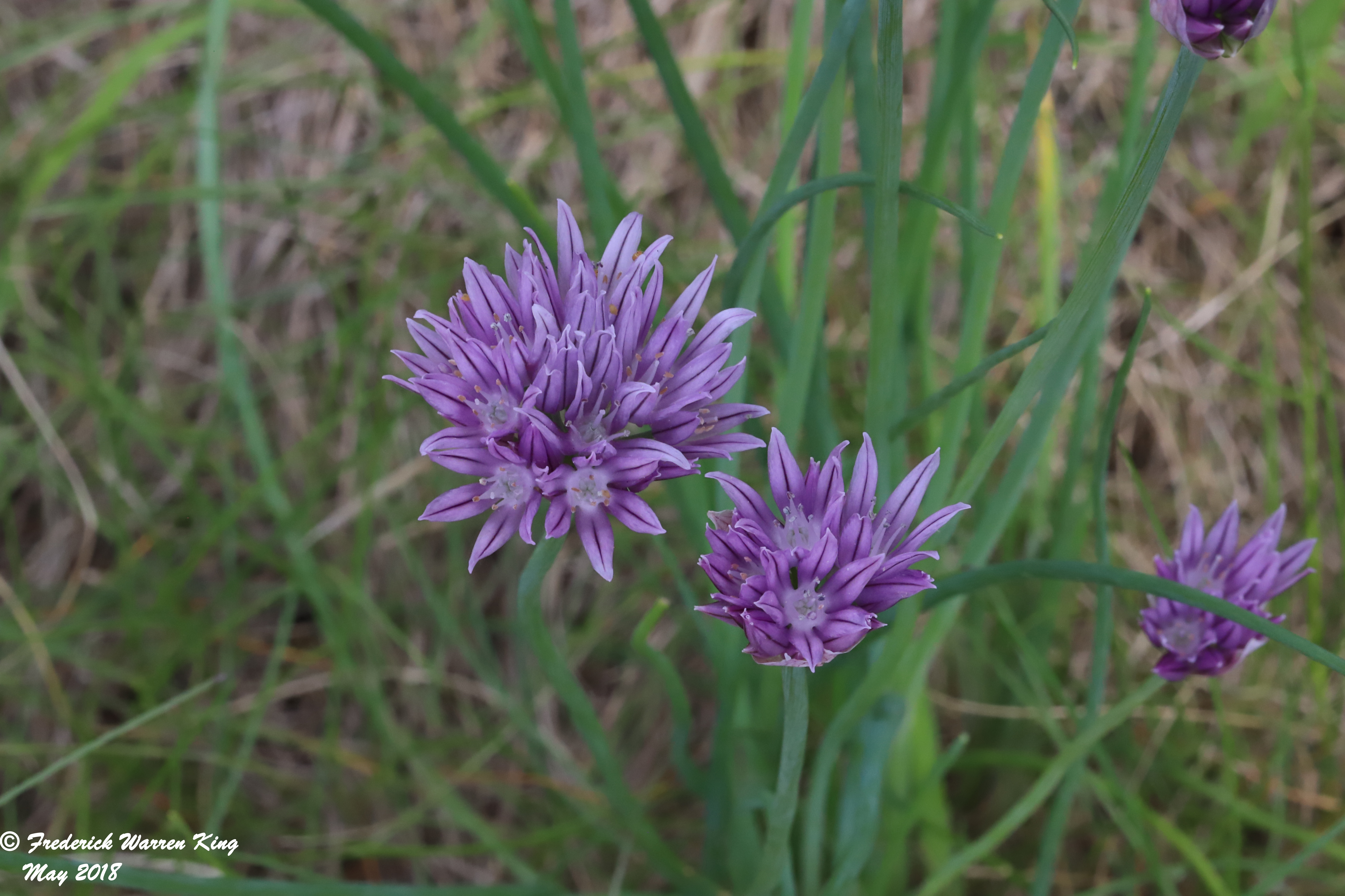 wild-flower-Allium-schoenoprasum-05-23-2018-IMG_0175.JPG