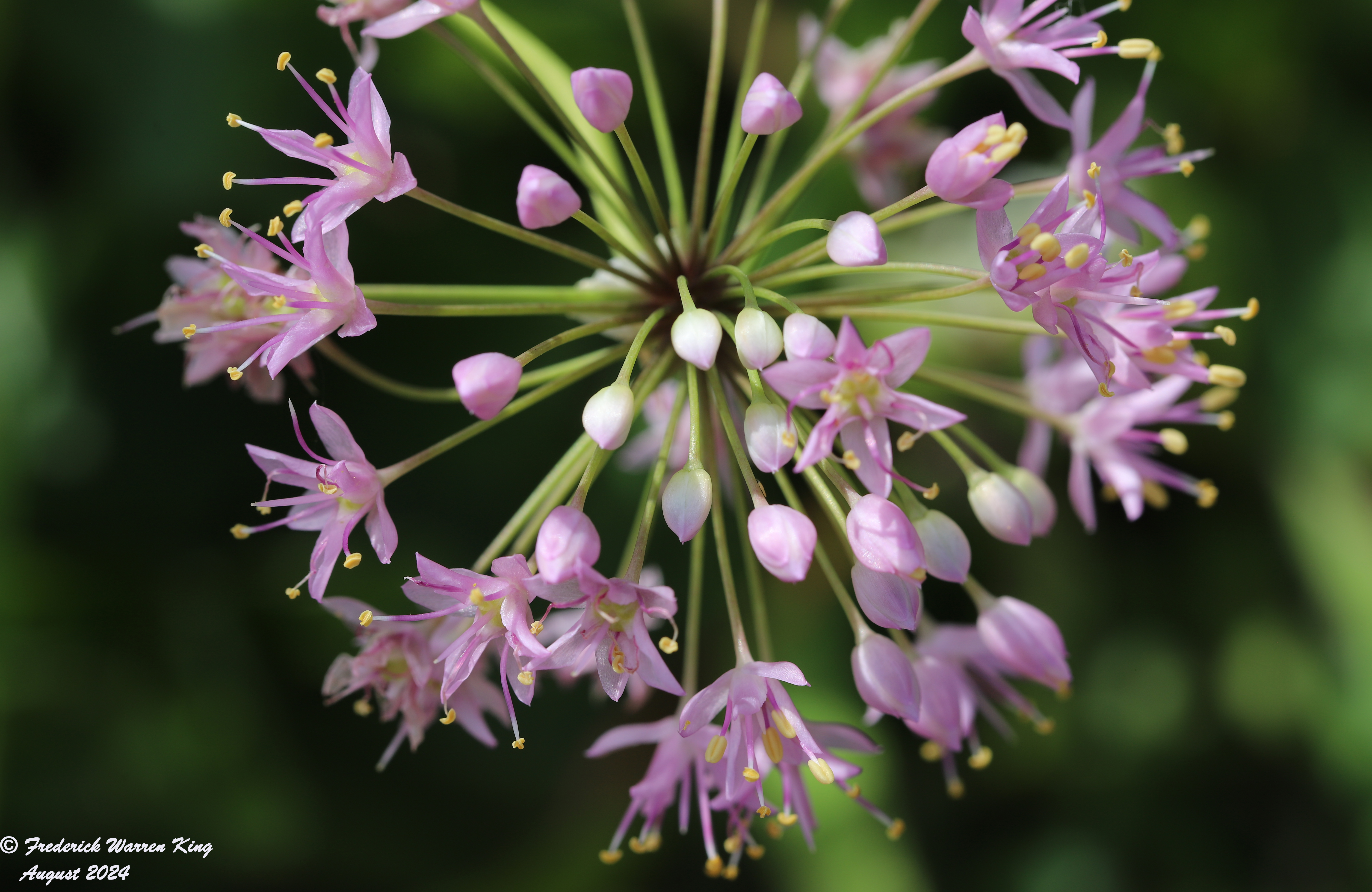 wild-flower-Allium-stellatum-08-14-2024-IMG_3548.JPG