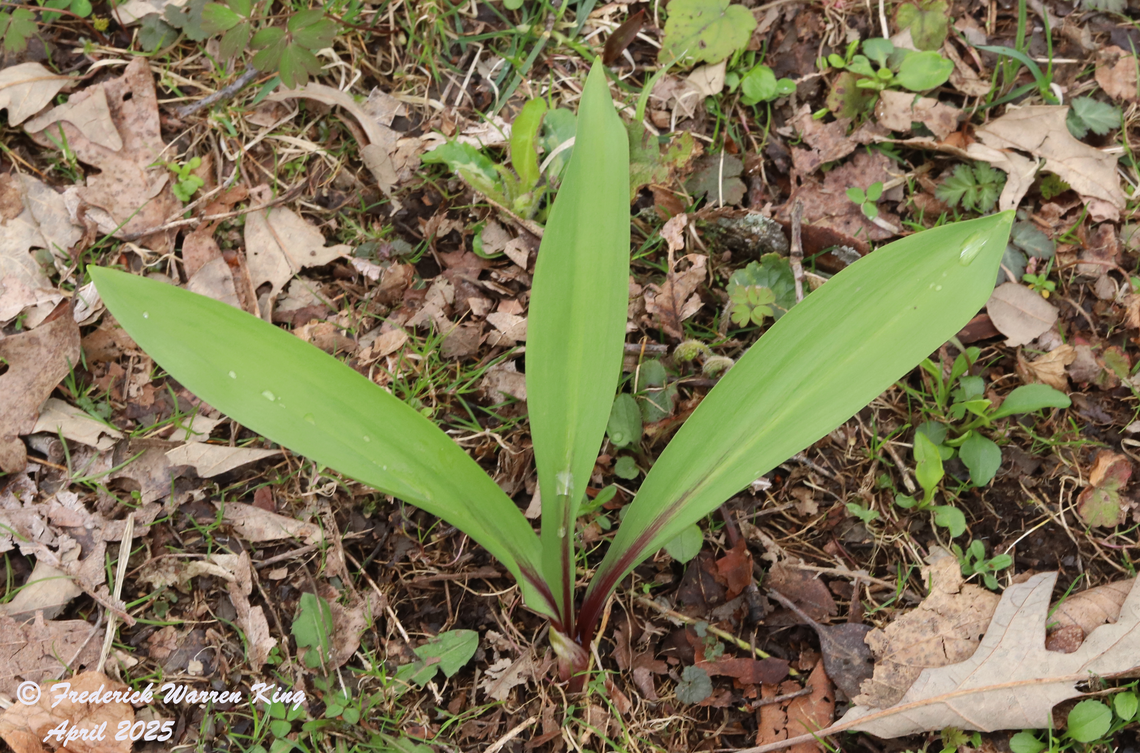 wild-flower-Allium-tricoccum-04-25-2025-IMG_4847.JPG
