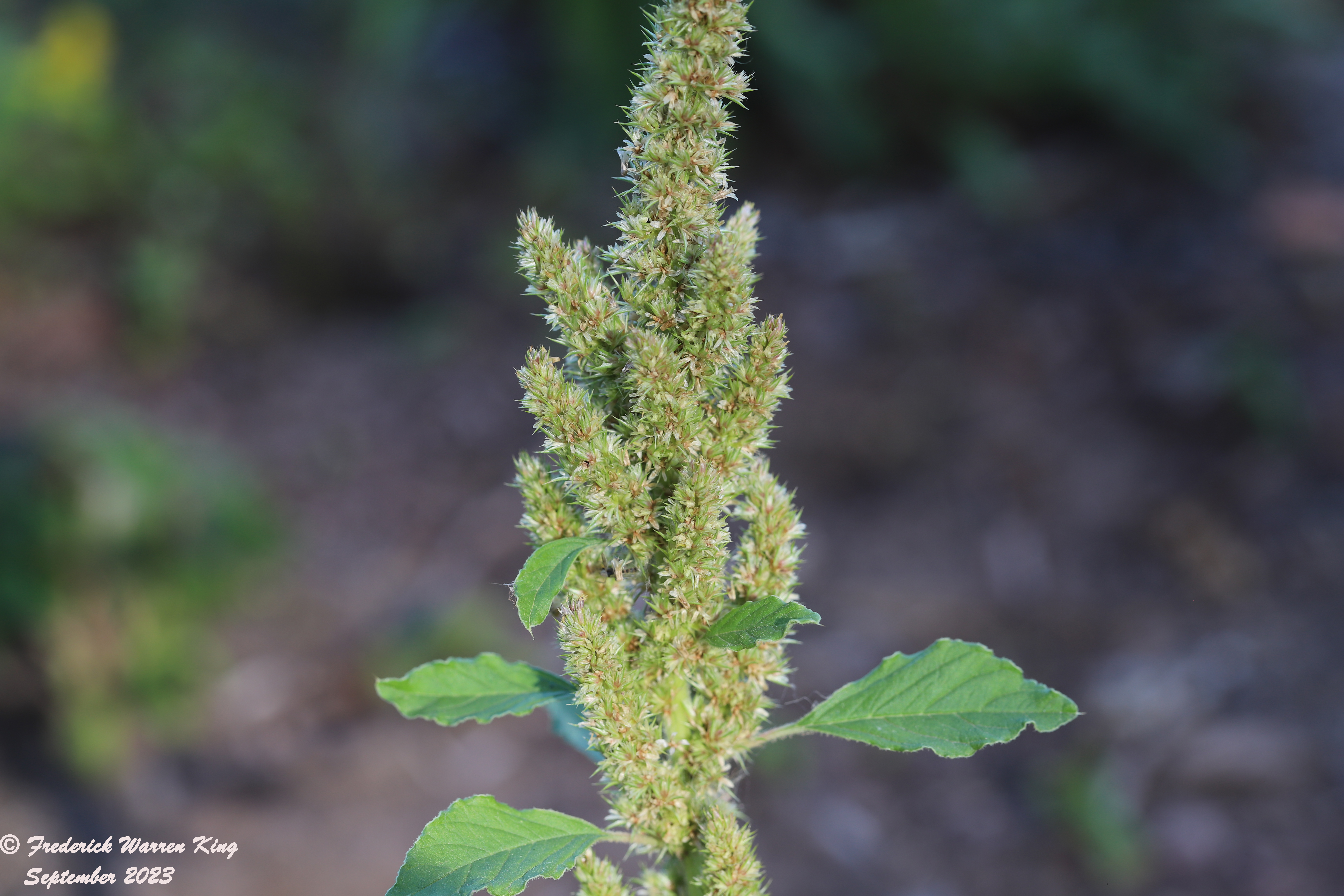 wild-flower-Amaranthus-retroflexus-09-14-2023-IMG_9676.JPG
