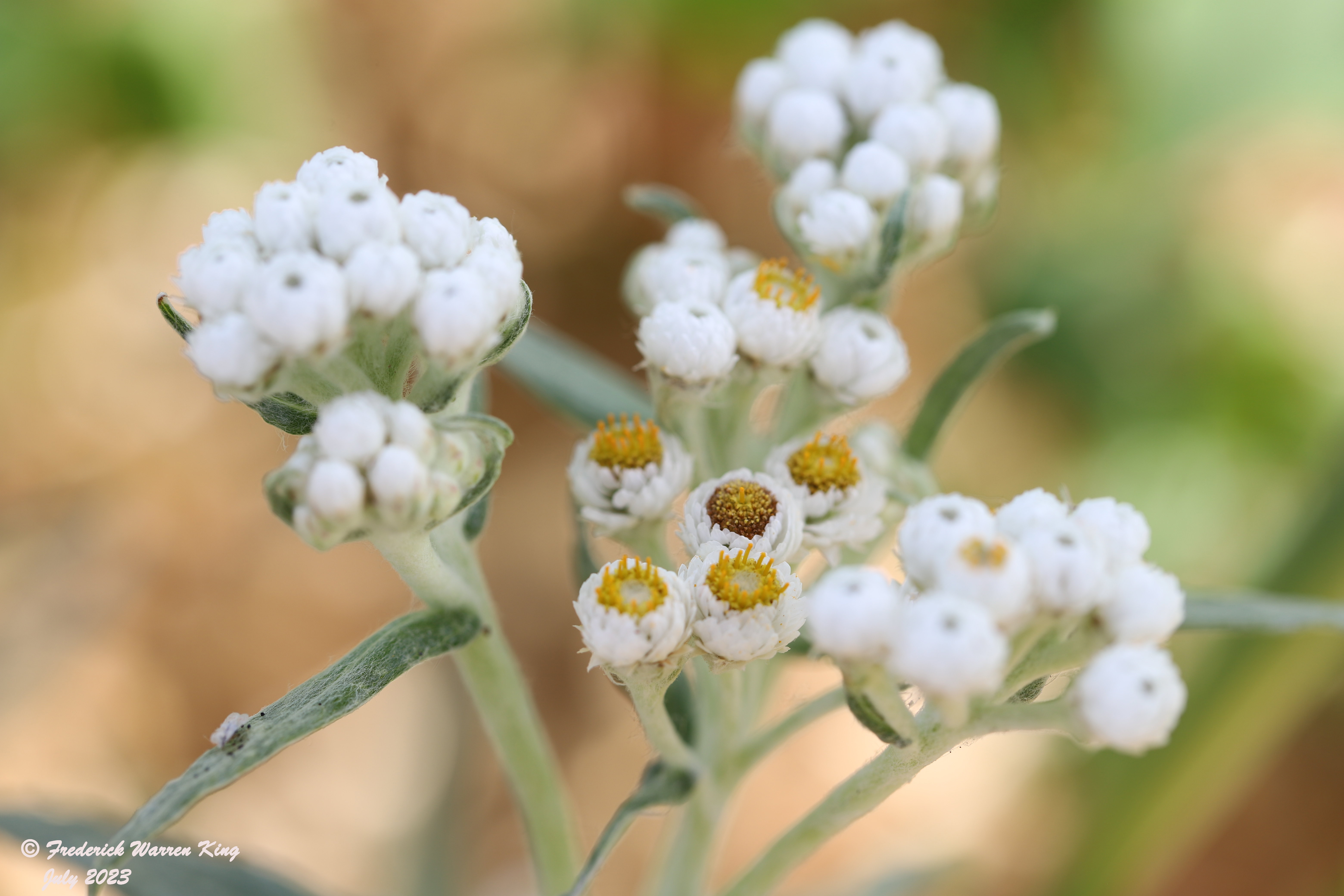 wild-flower-Anaphalis-margaritacea-07-11-2023-IMG_7392.JPG