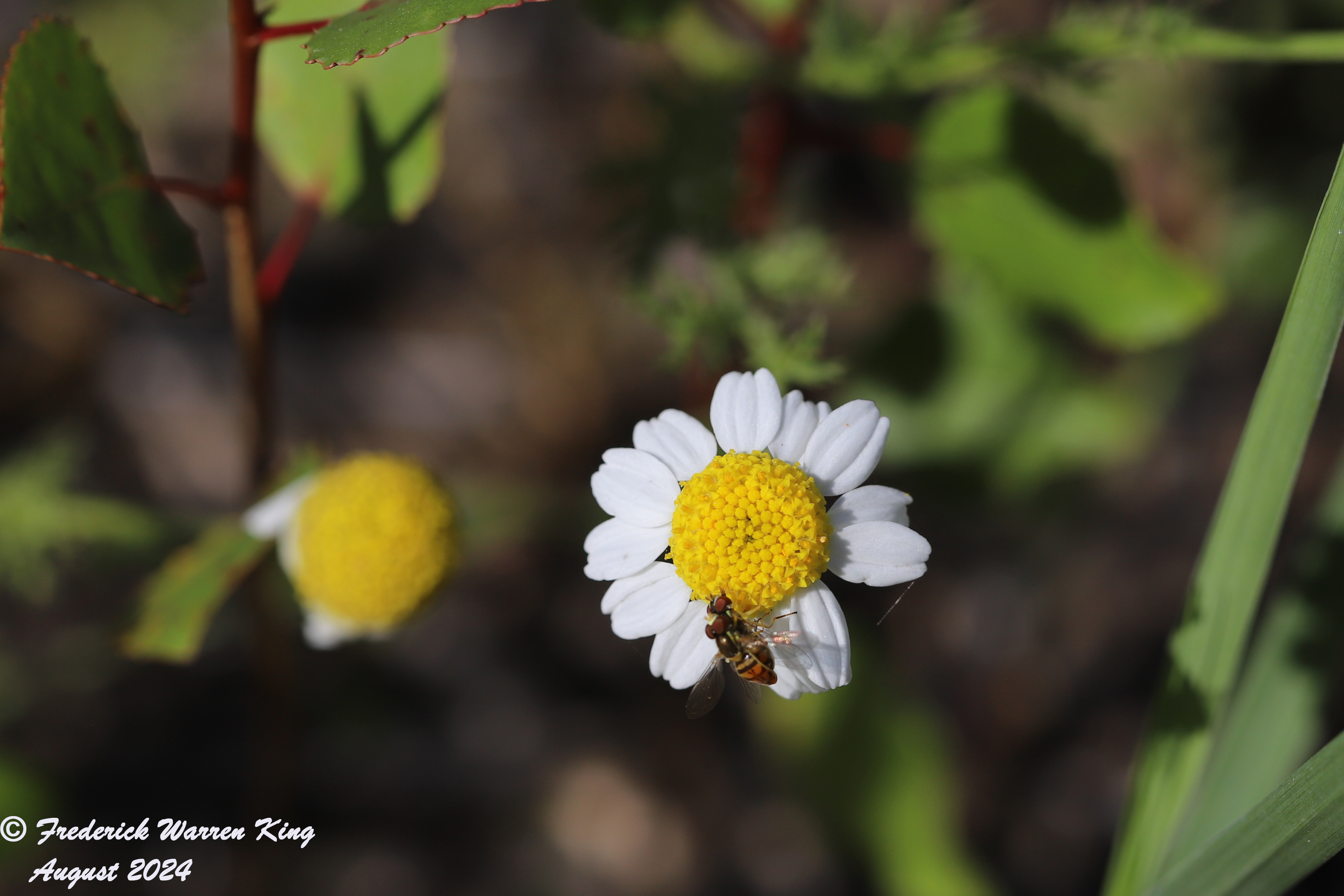 wild-flower-Anthemis-cotula-08-31-2024-IMG_4036.JPG