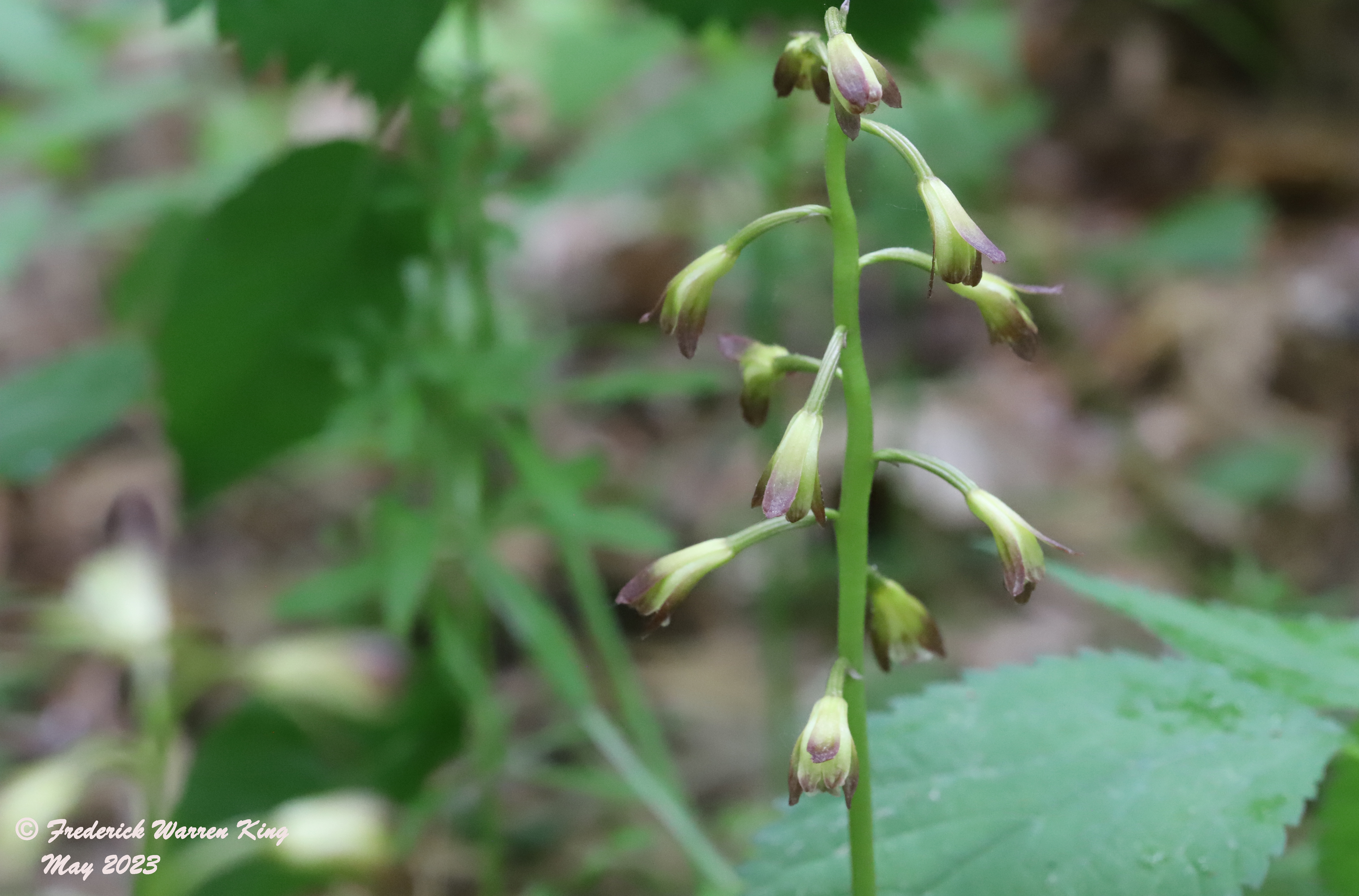 wild-flower-Aplectrum-hyemale-05-30-2023-IMG_5841.JPG