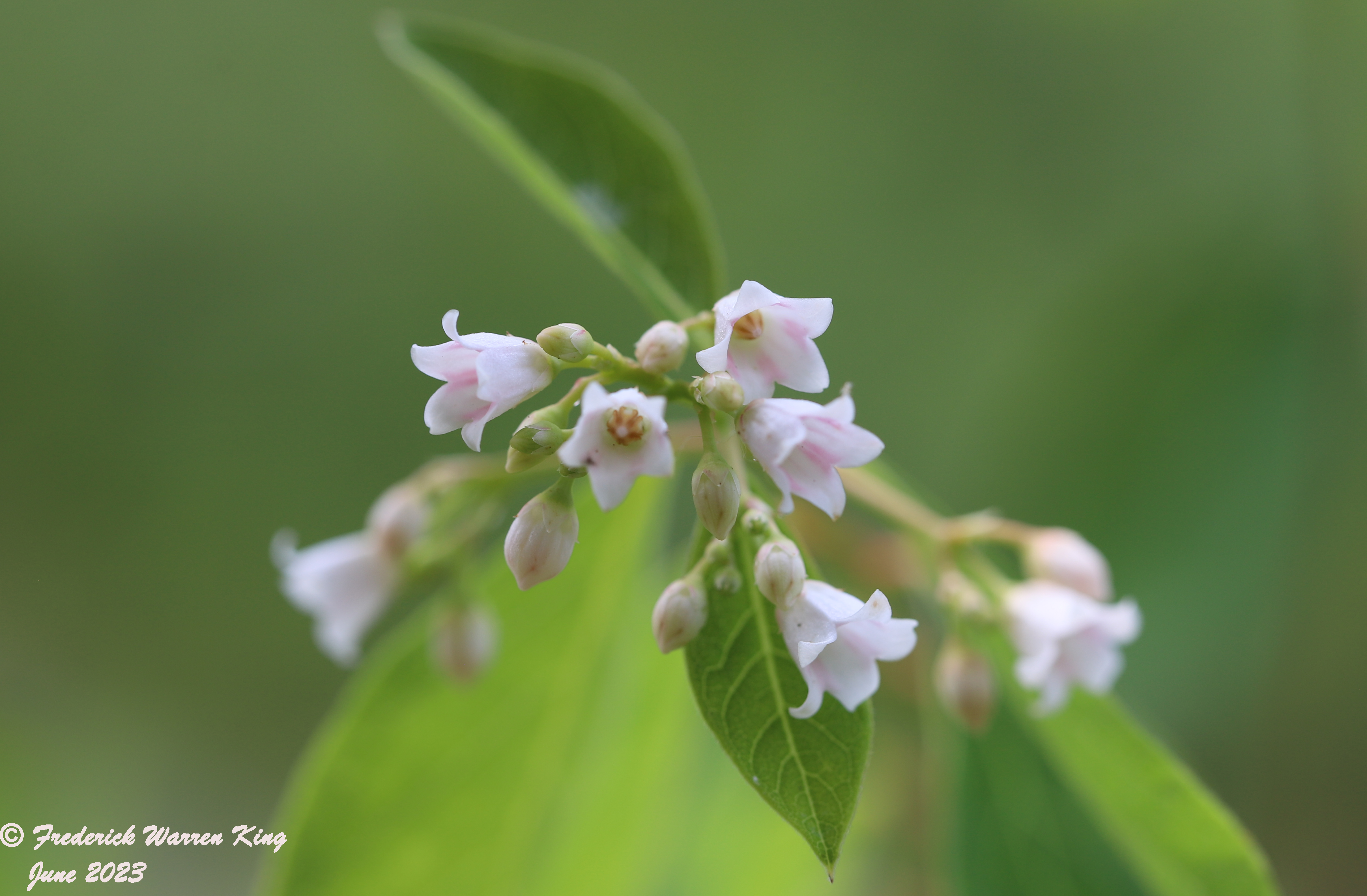 wild-flower-Apocynum-androsaemifolium-06-21-2023-IMG_6778.JPG