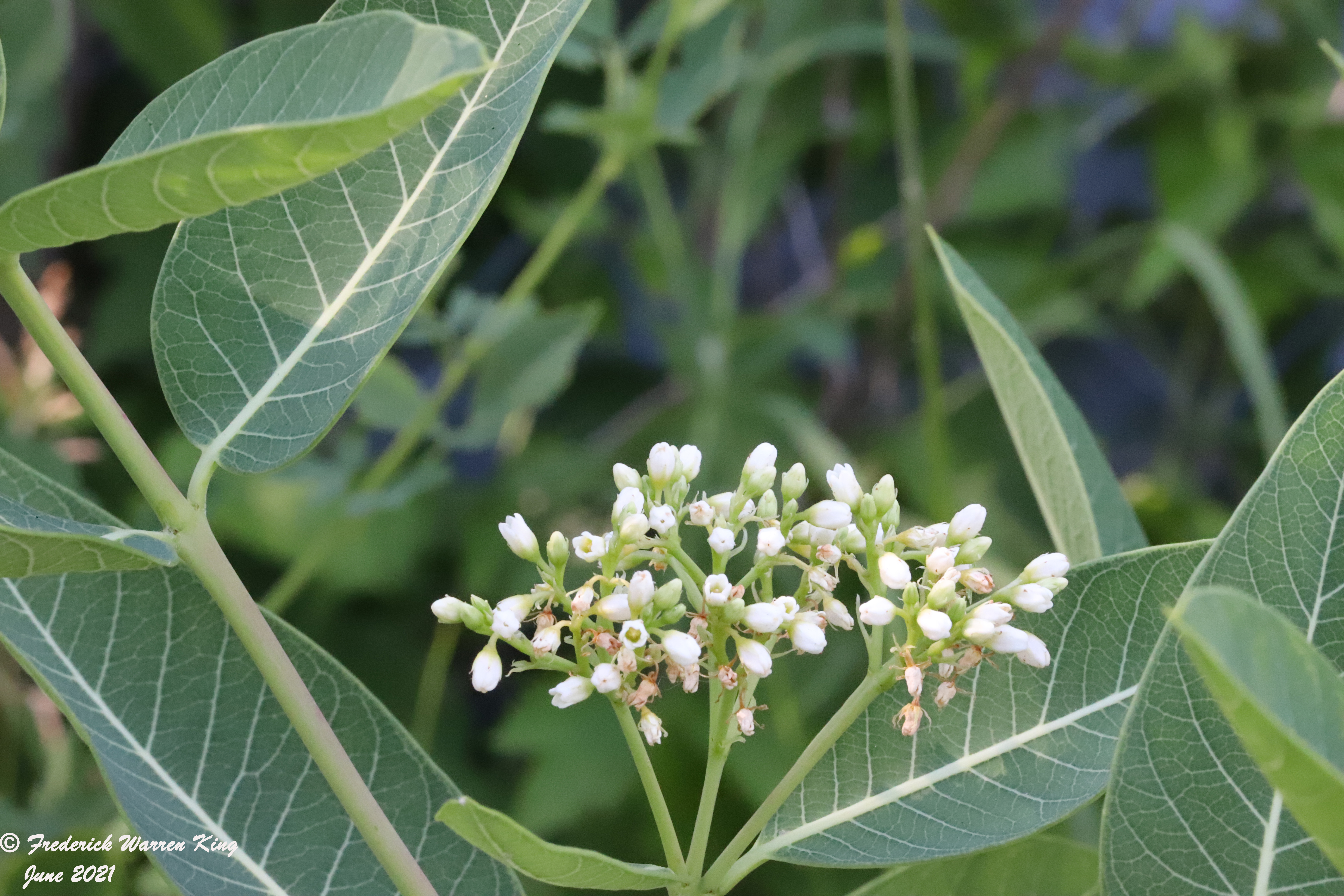 wild-flower-Apocynum-cannabinum-06-18-2021-IMG_7031.JPG